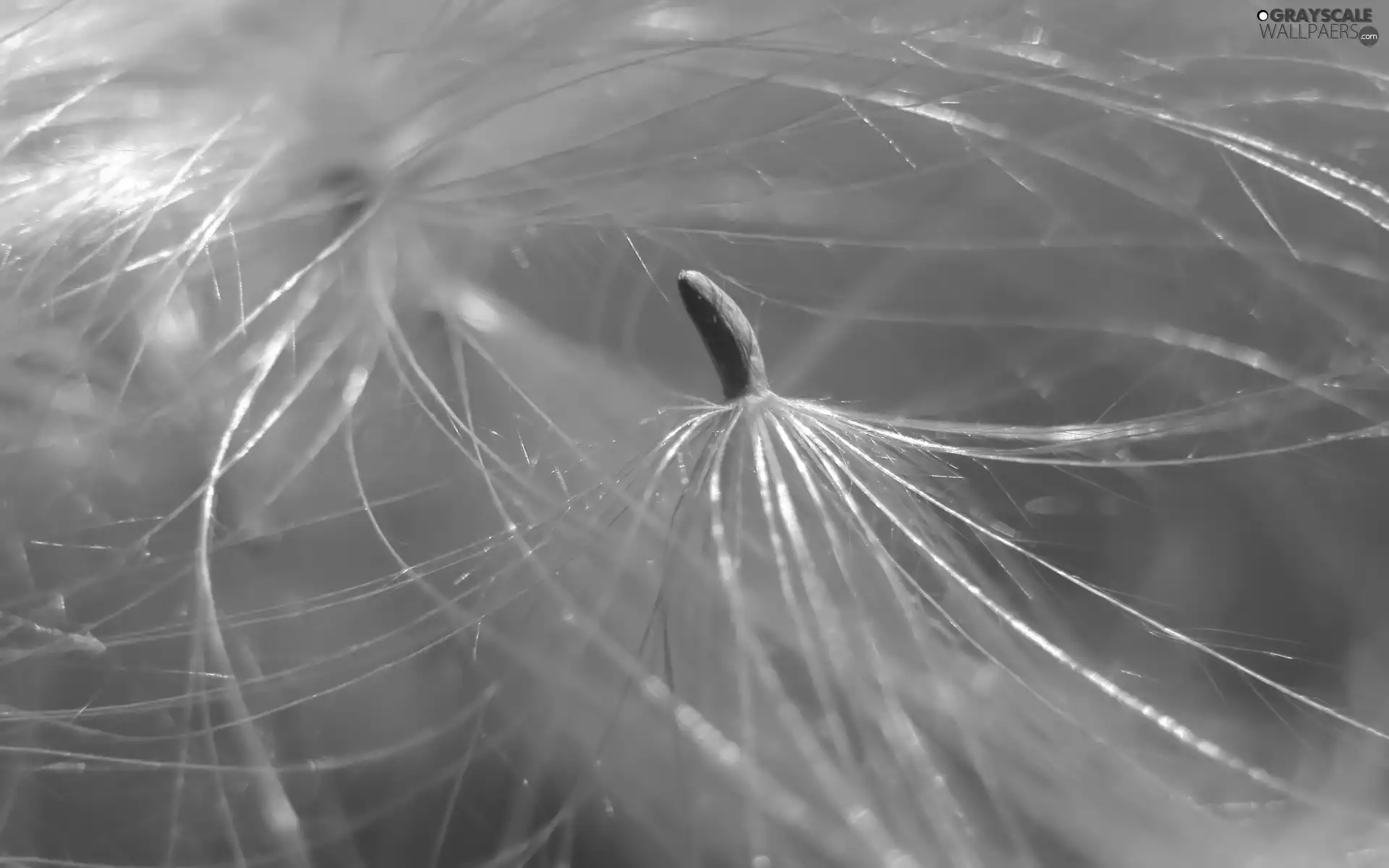 Close, Achenes, dandelion