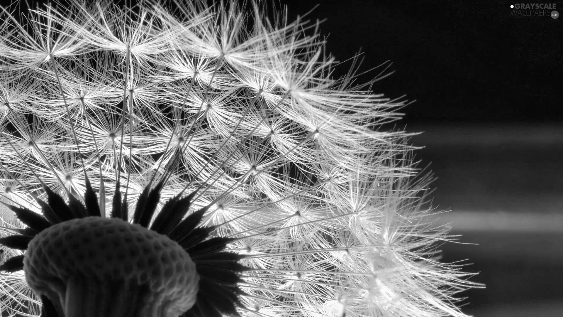 dandelion, Close