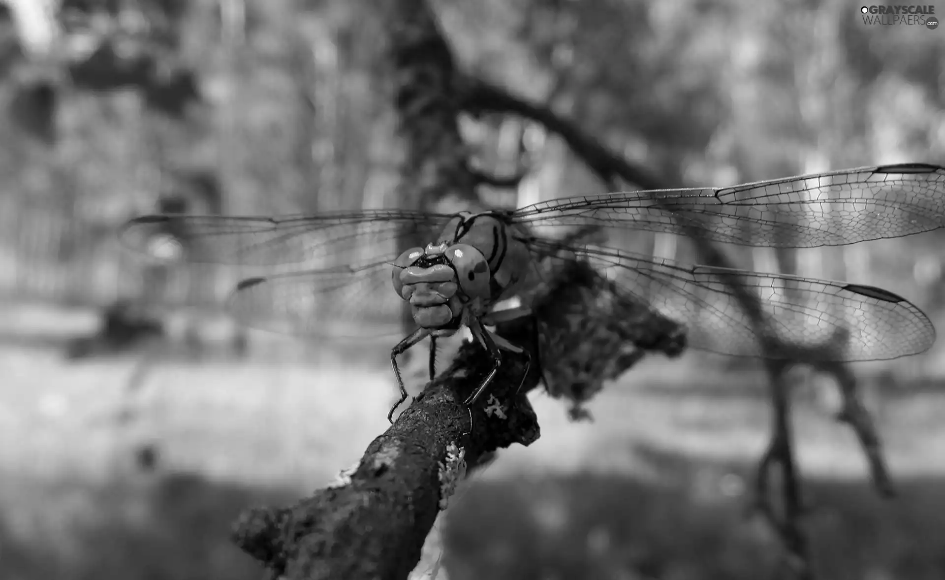 branch, dragon-fly, Close