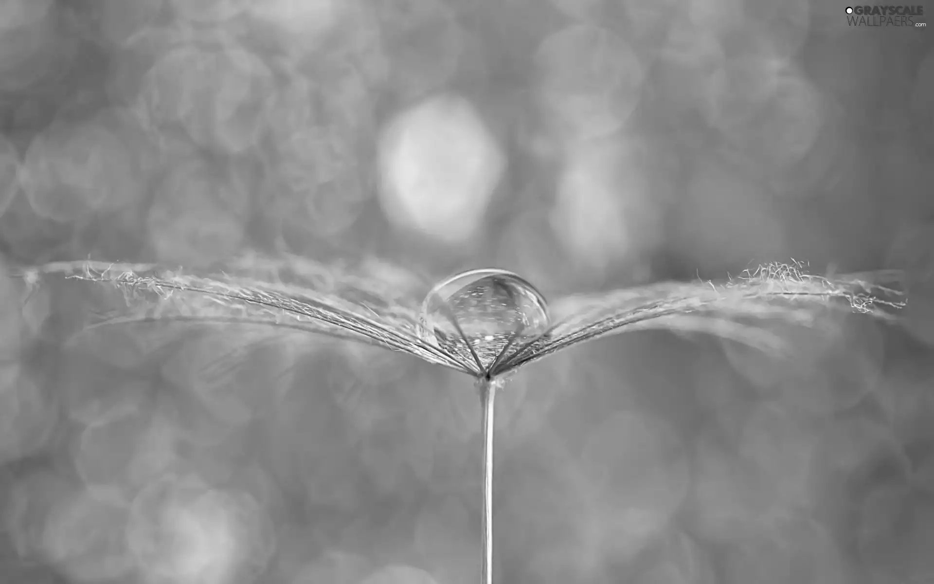 drop, fuzzy, Close, background