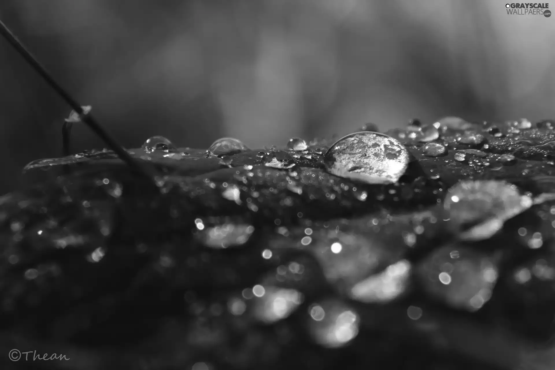 Close, leaf, drops