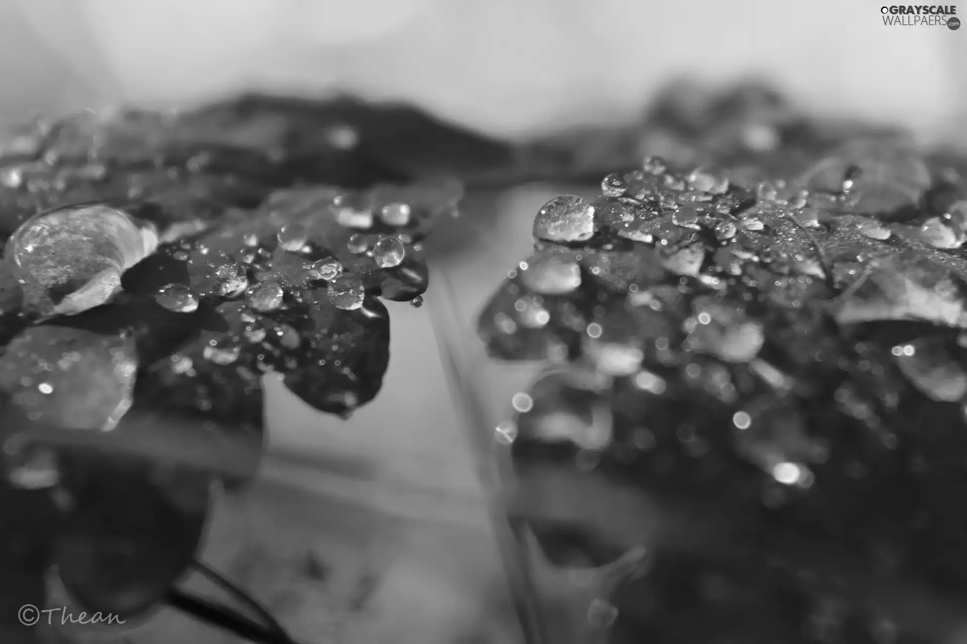 Close, leaf, drops