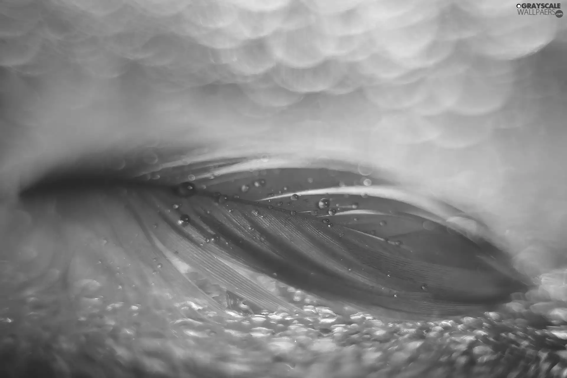 water, Close, feather, drops, Blue