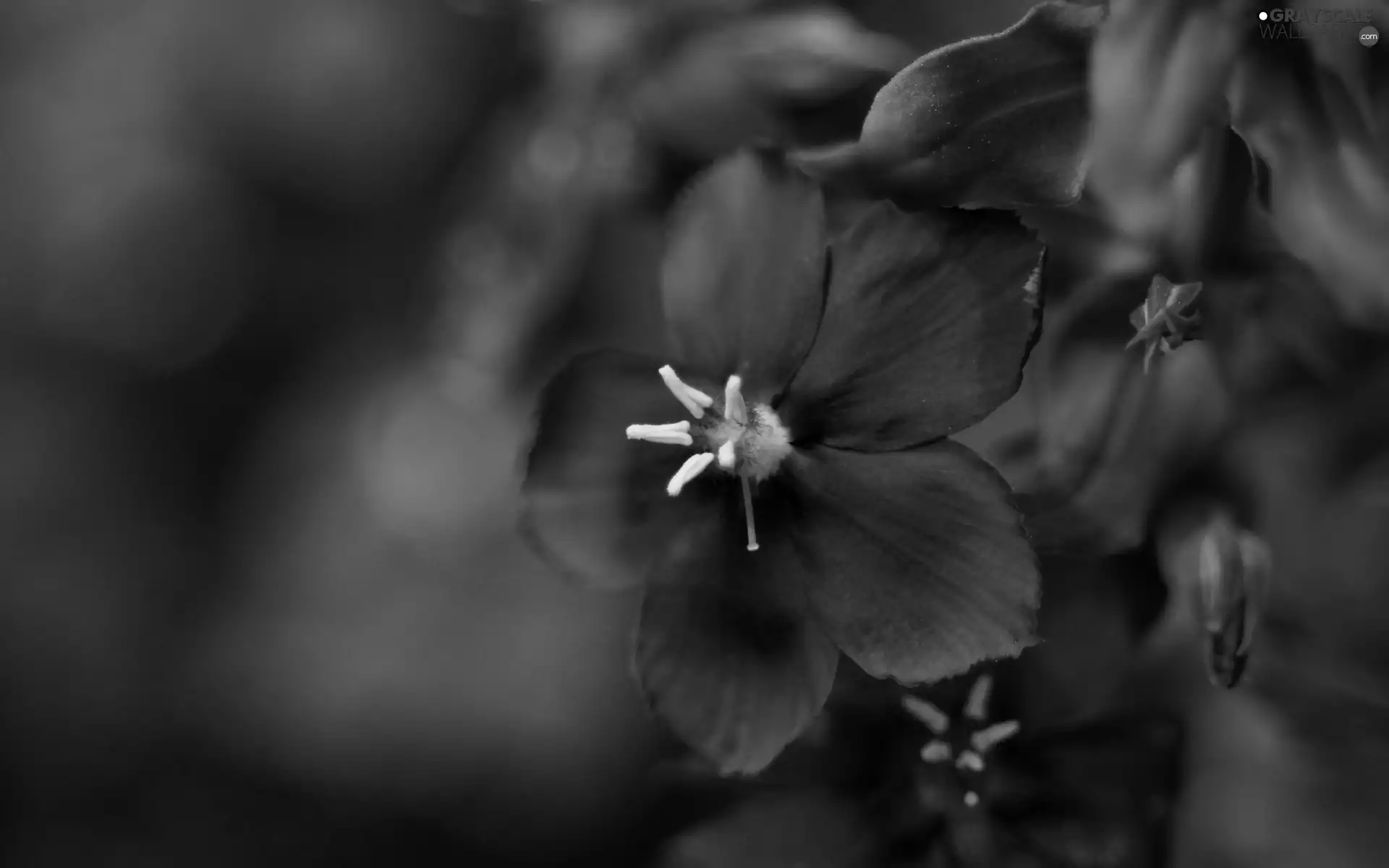 Close, blue, flower