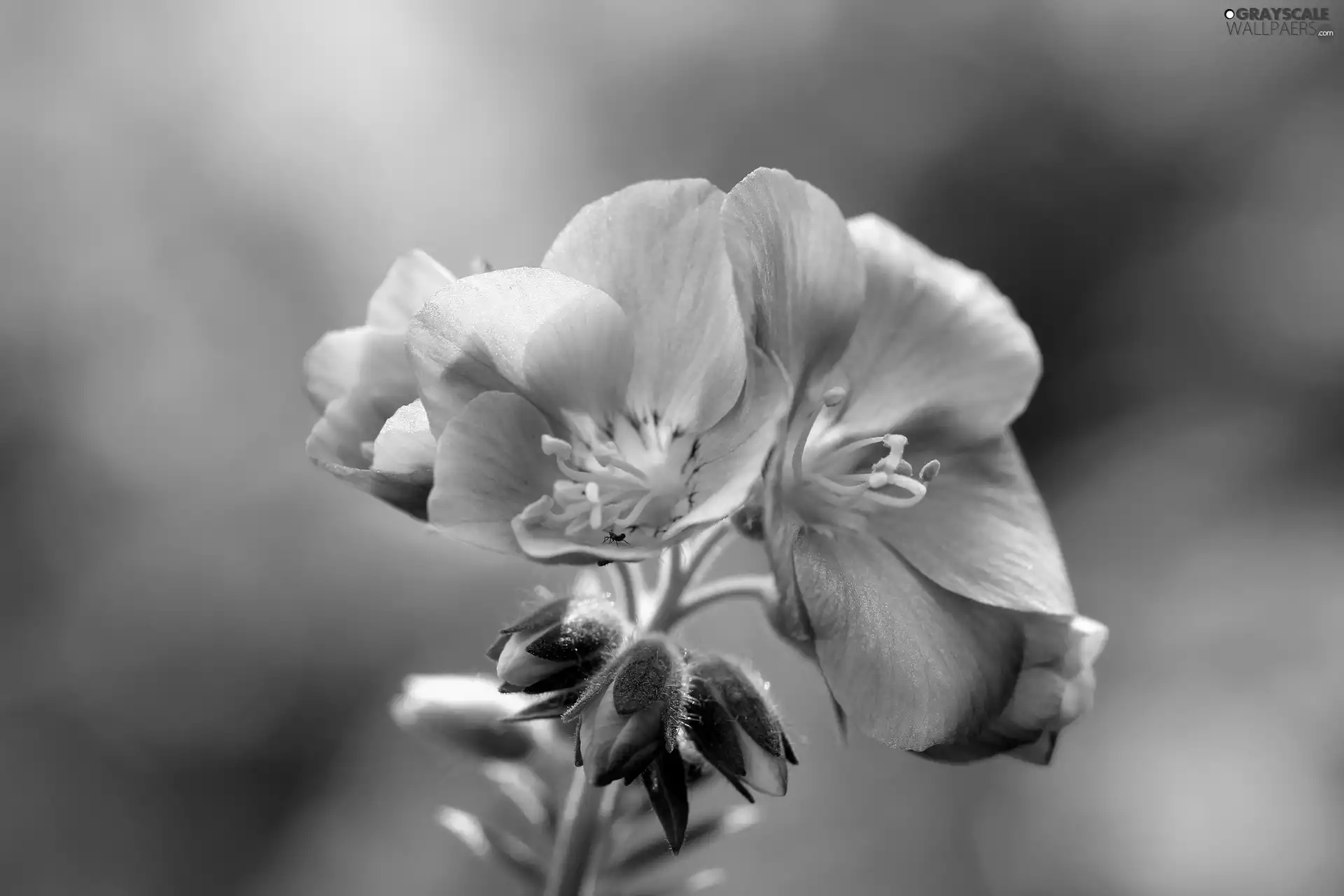 Close, Violet, Flower