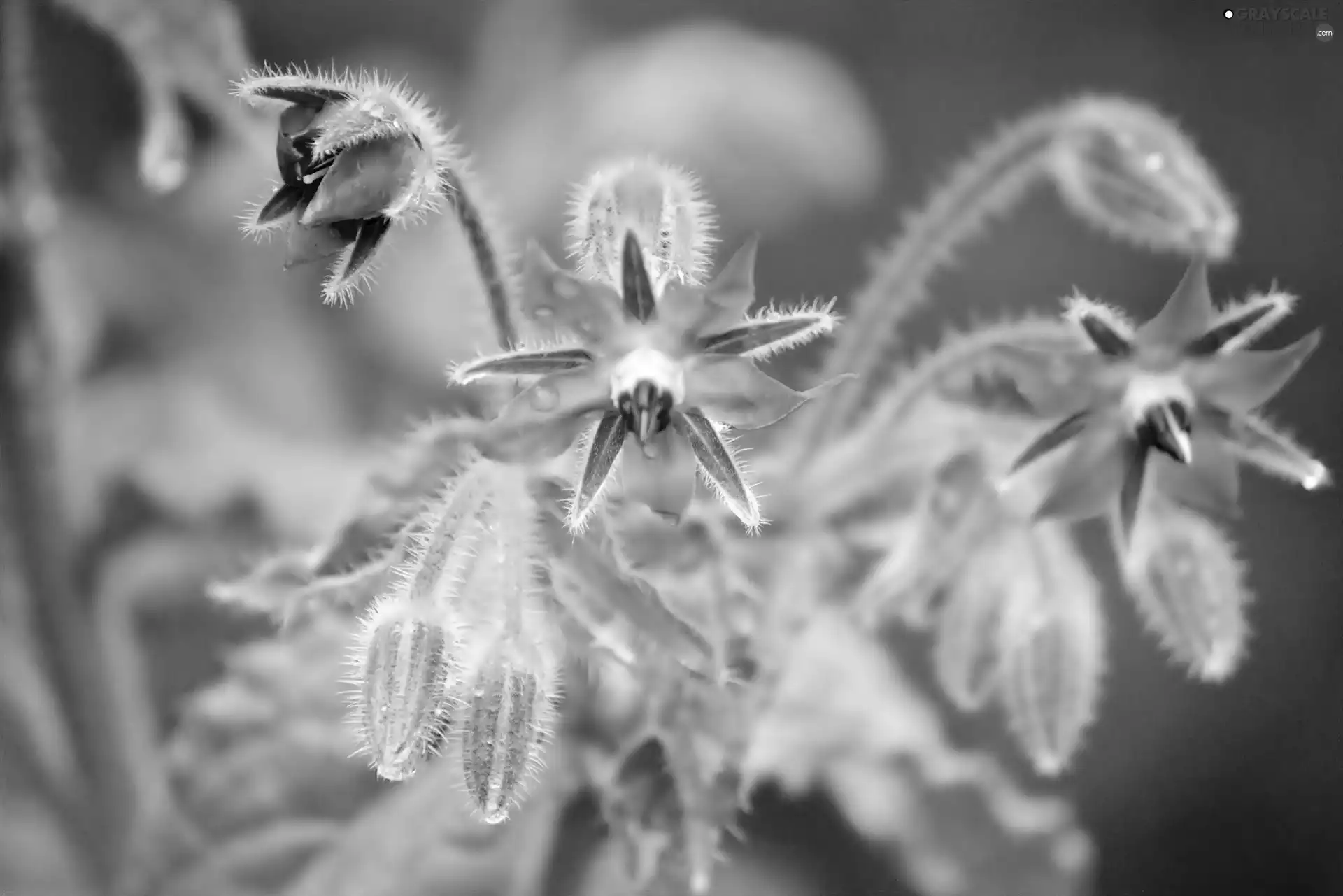 borage, Pink, Flowers