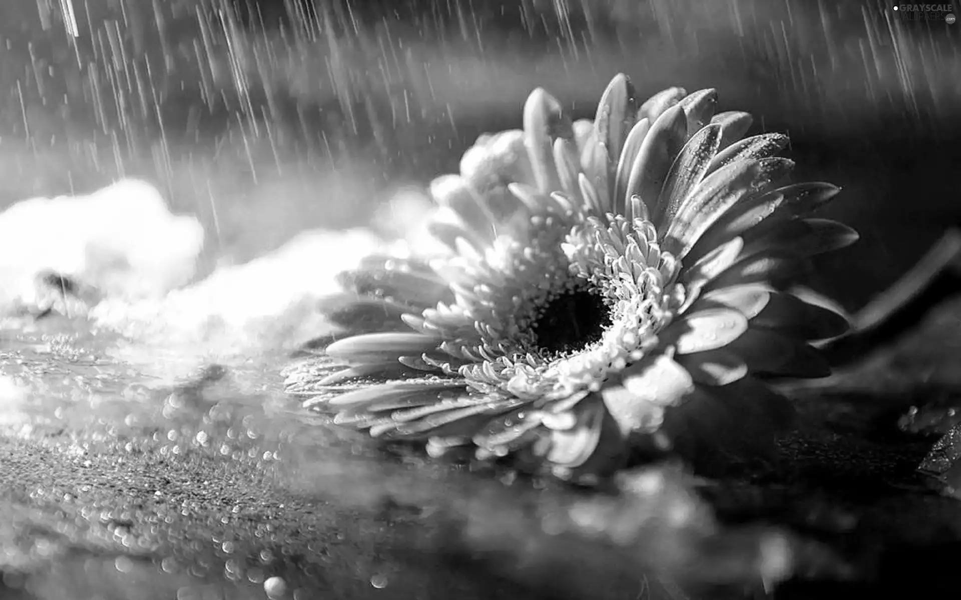 Gerbera, drops, Close, Rain