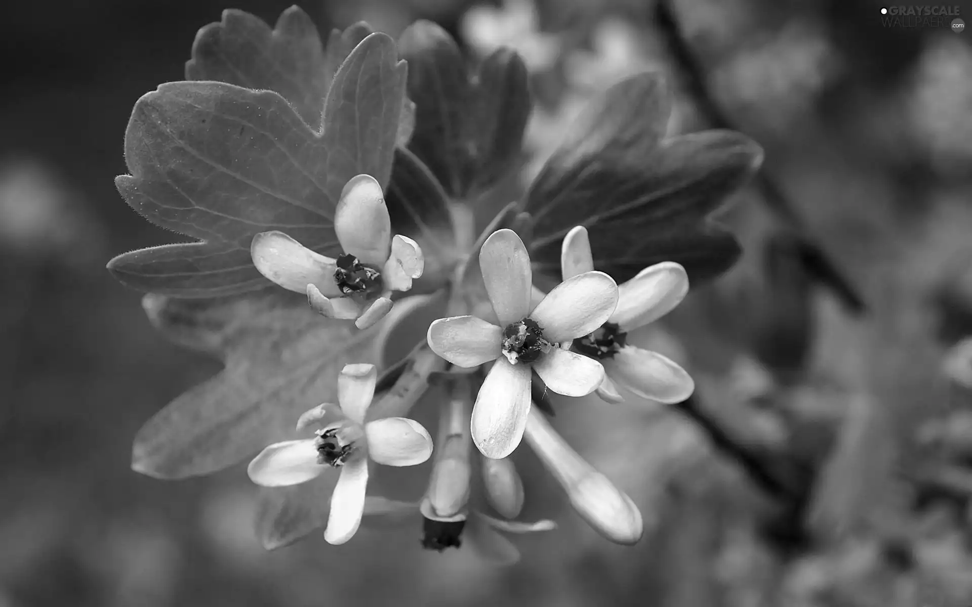 Close, Flowers, gooseberry