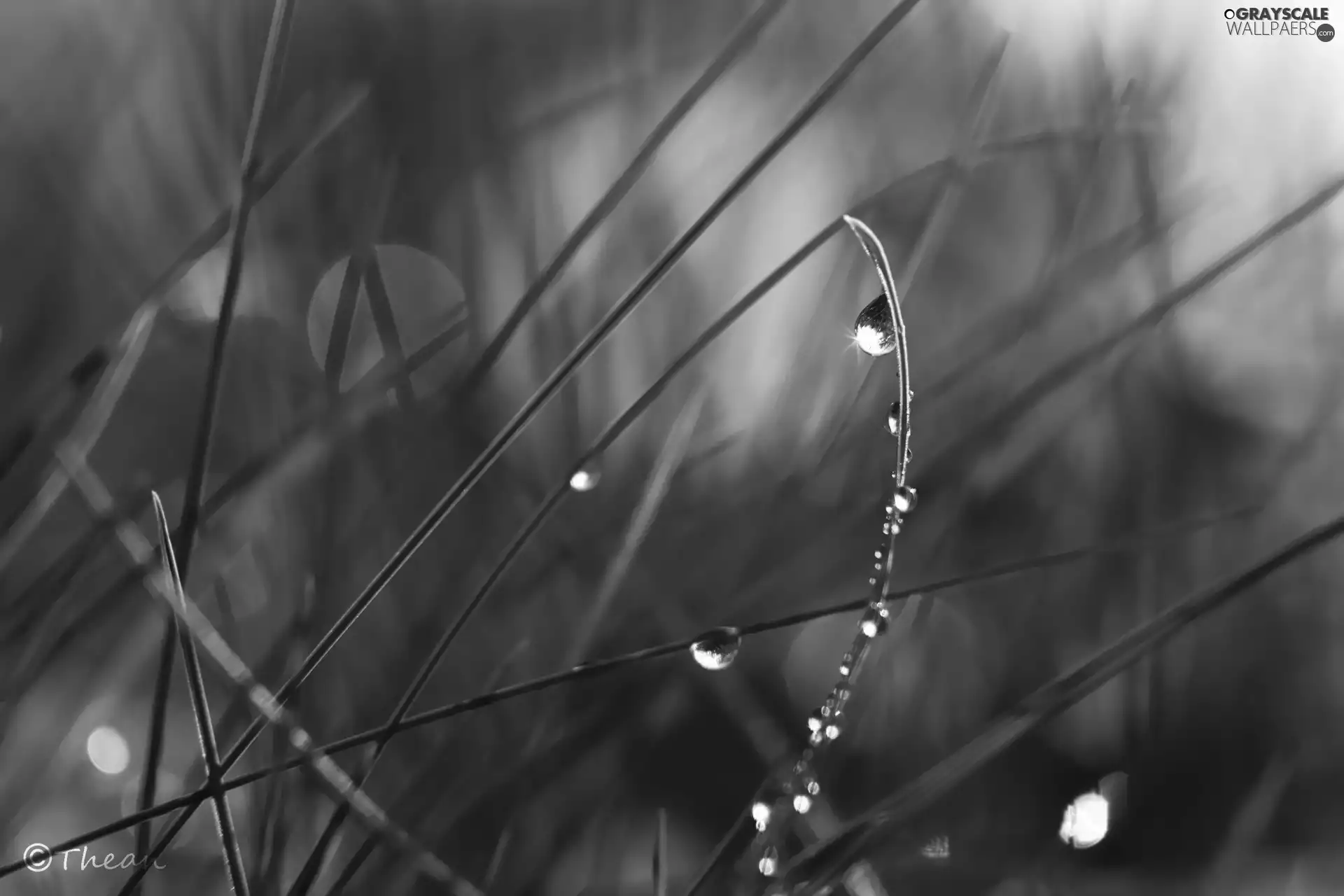 grass, Rosy, Close, drops