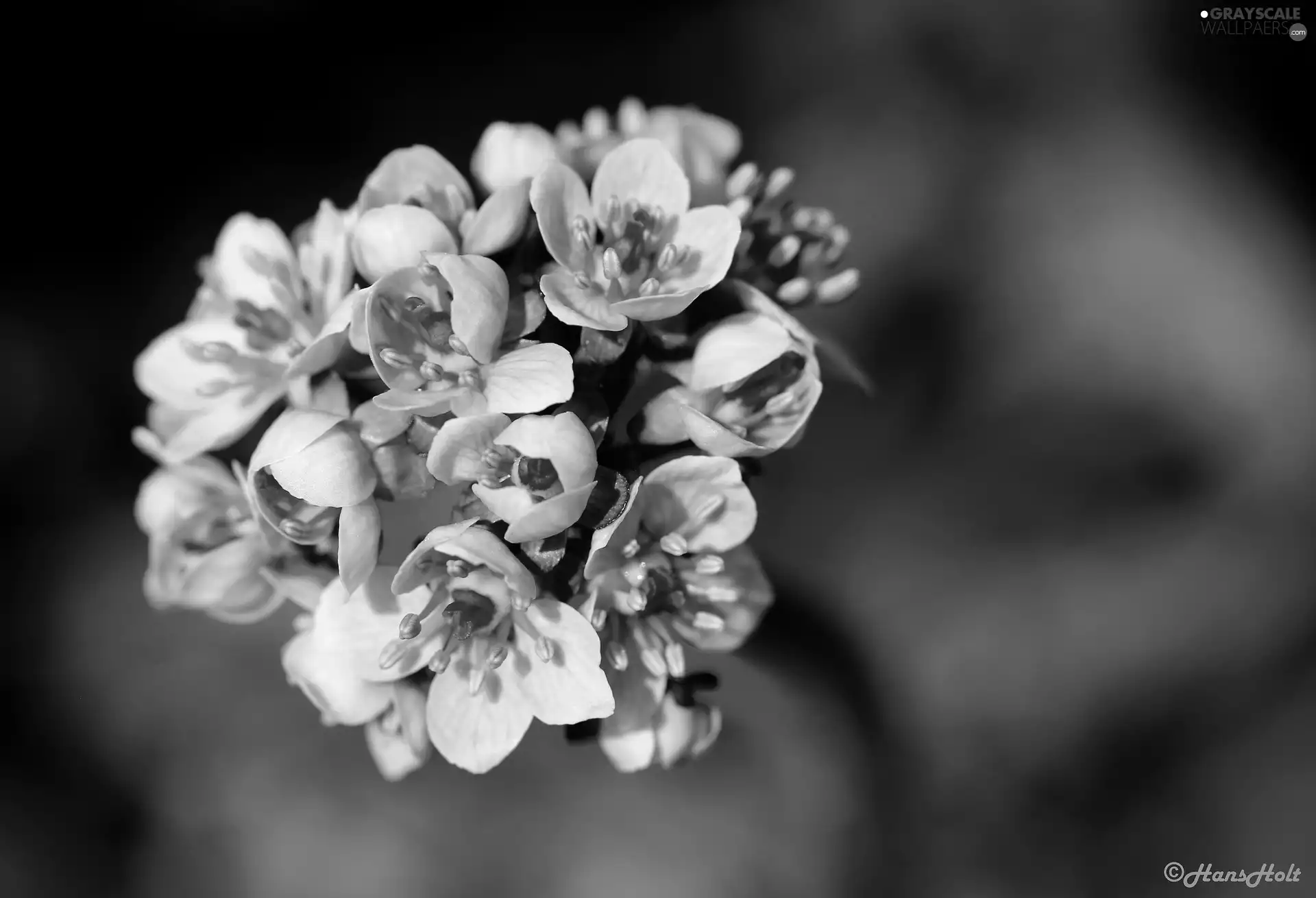 Close, Pink, inflorescence