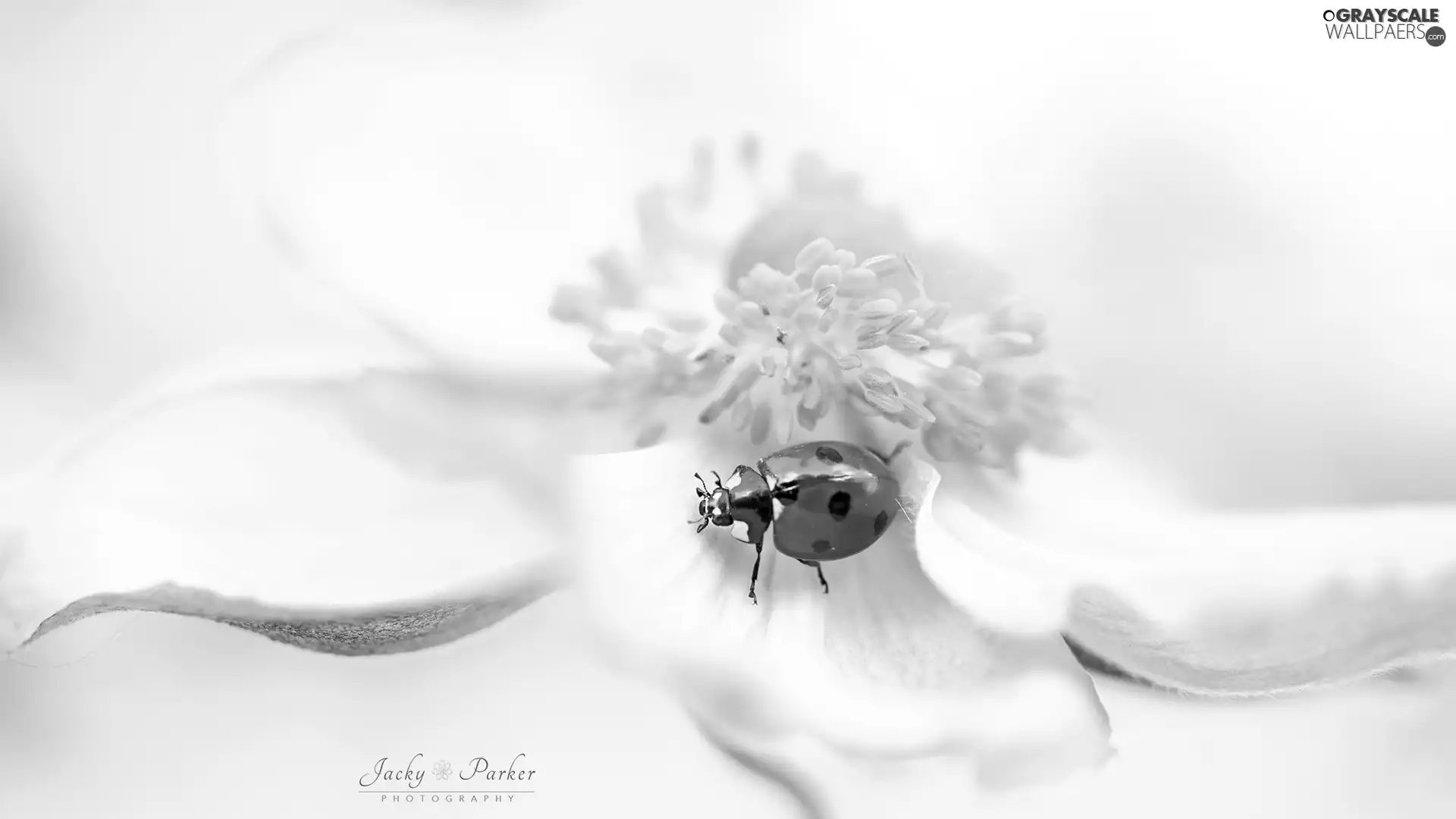 Yellow, White, ladybird, anemone, Colourfull Flowers, rods, Close