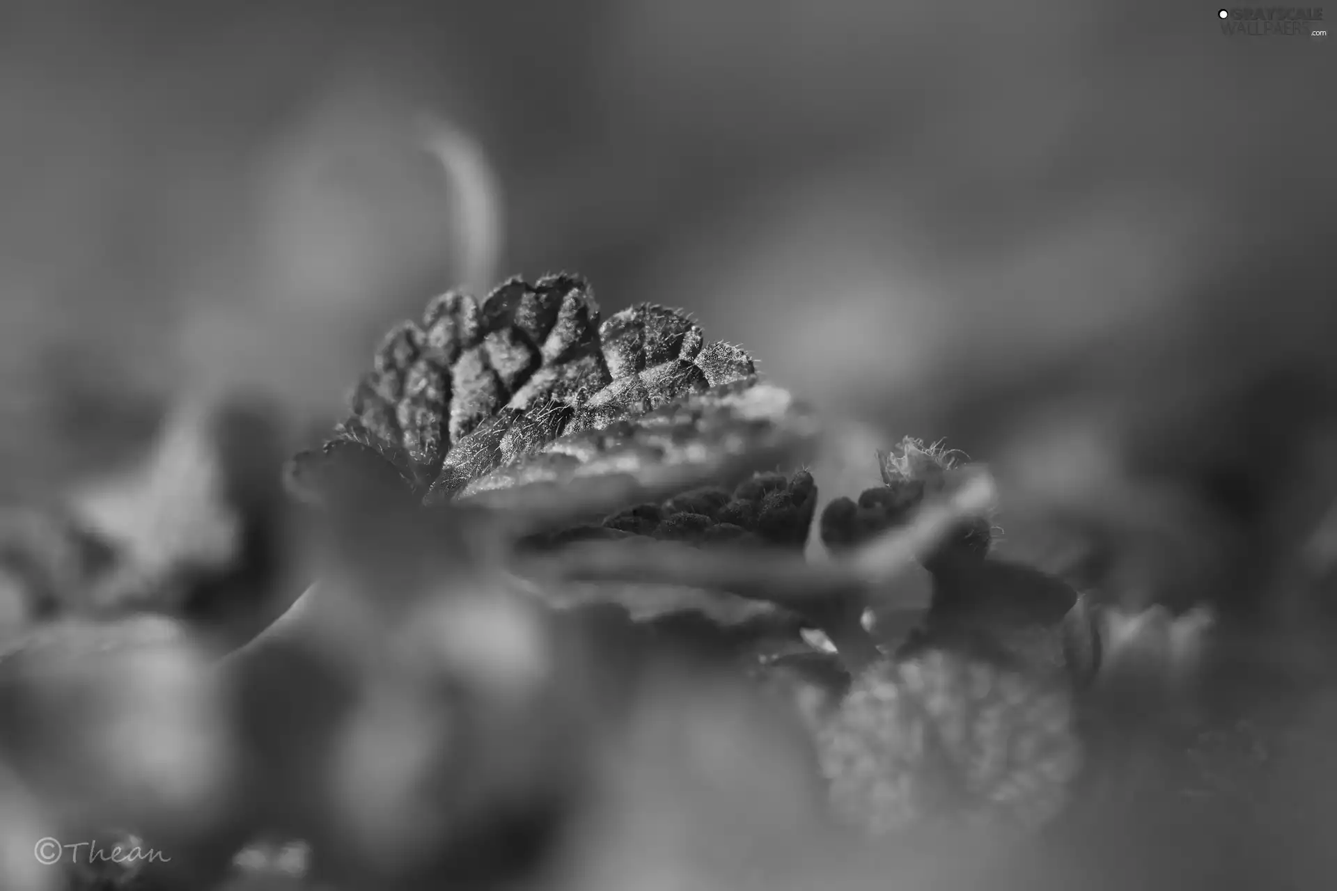 Close, color, leaf