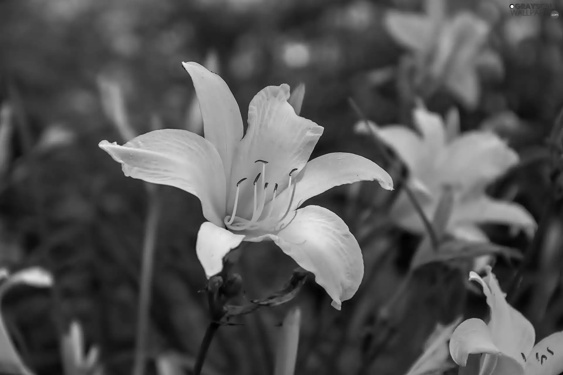 Close, Yellow, lilies