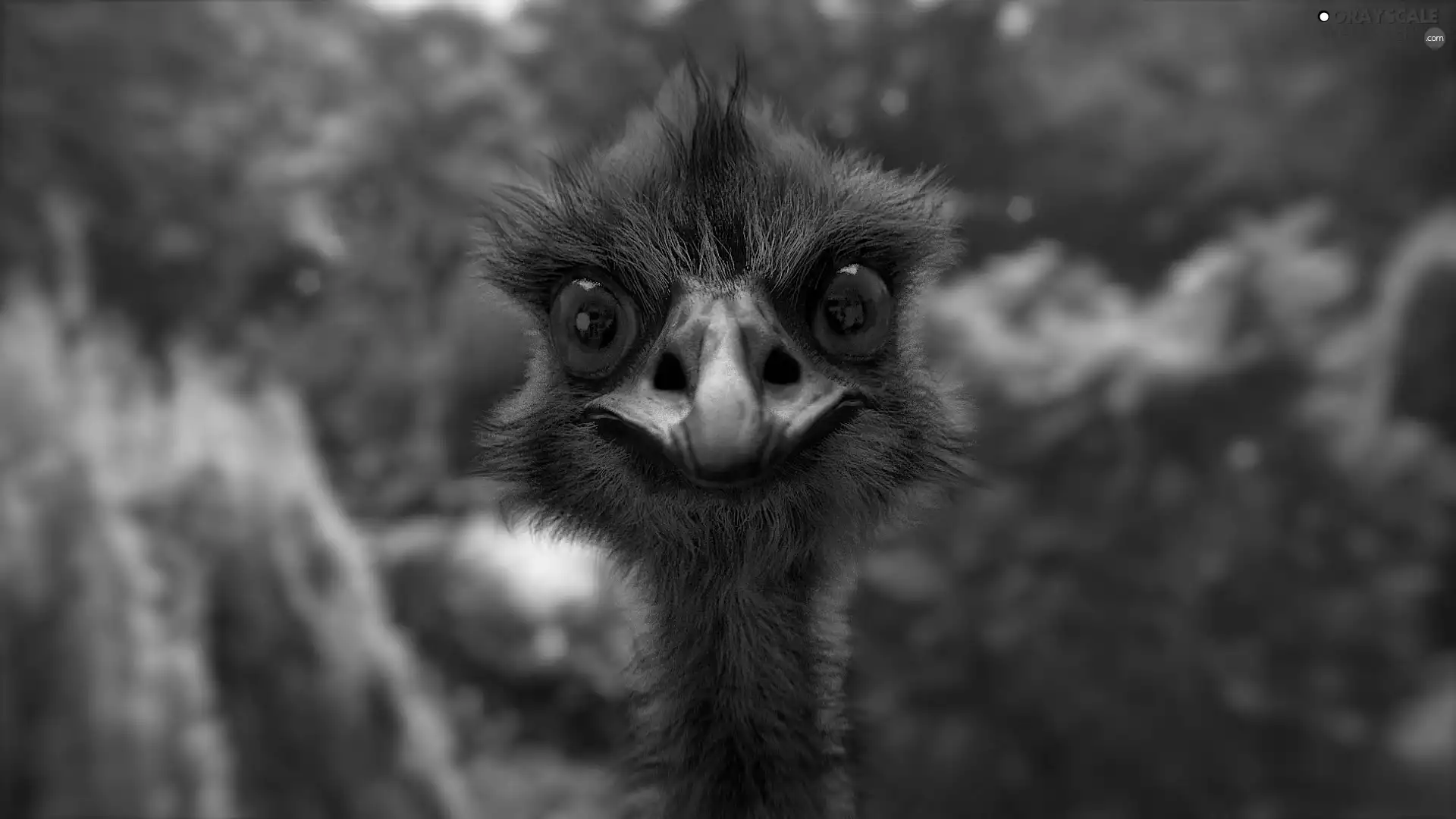 ostrich, The look, Close, Head