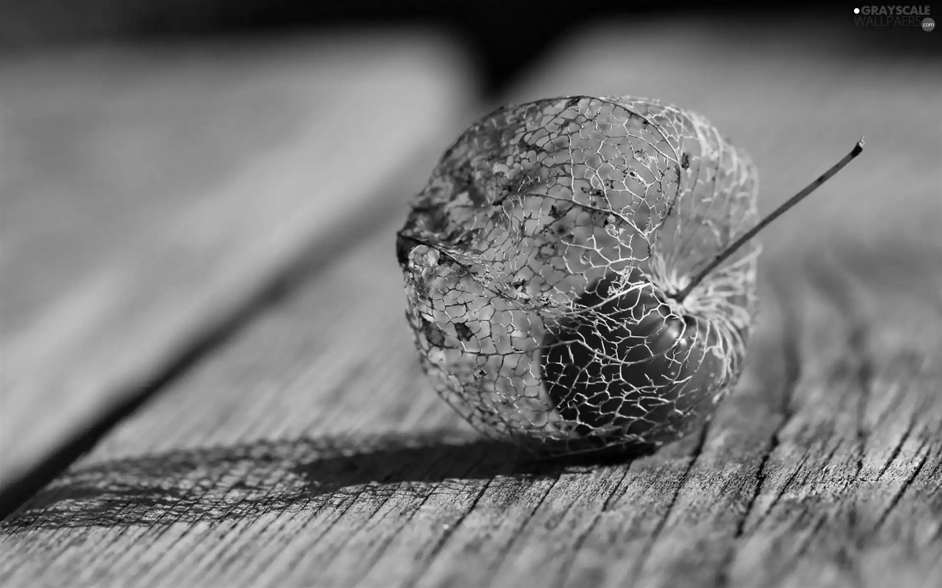 physalis, Close