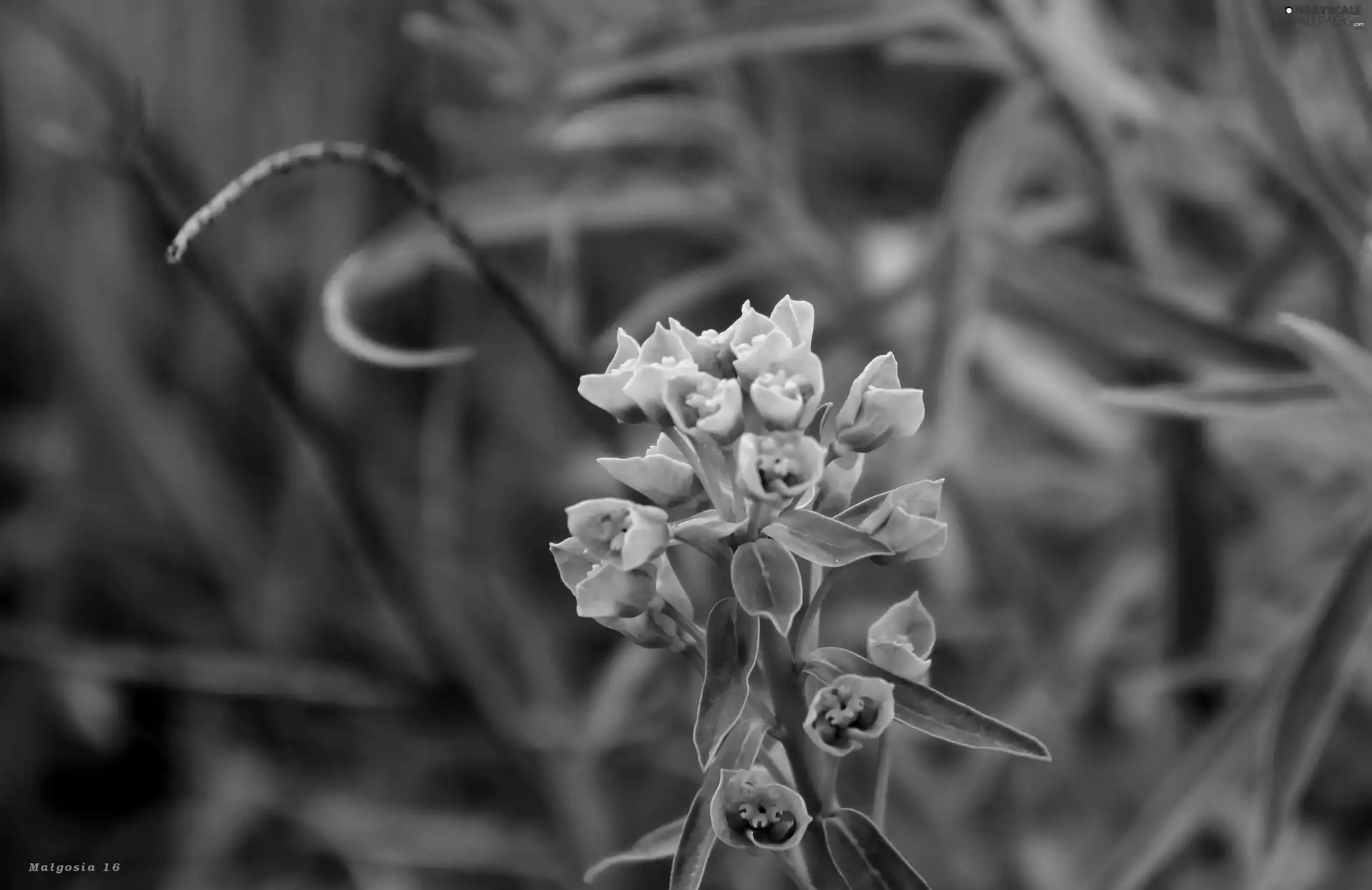 plant, leaves, Close, young