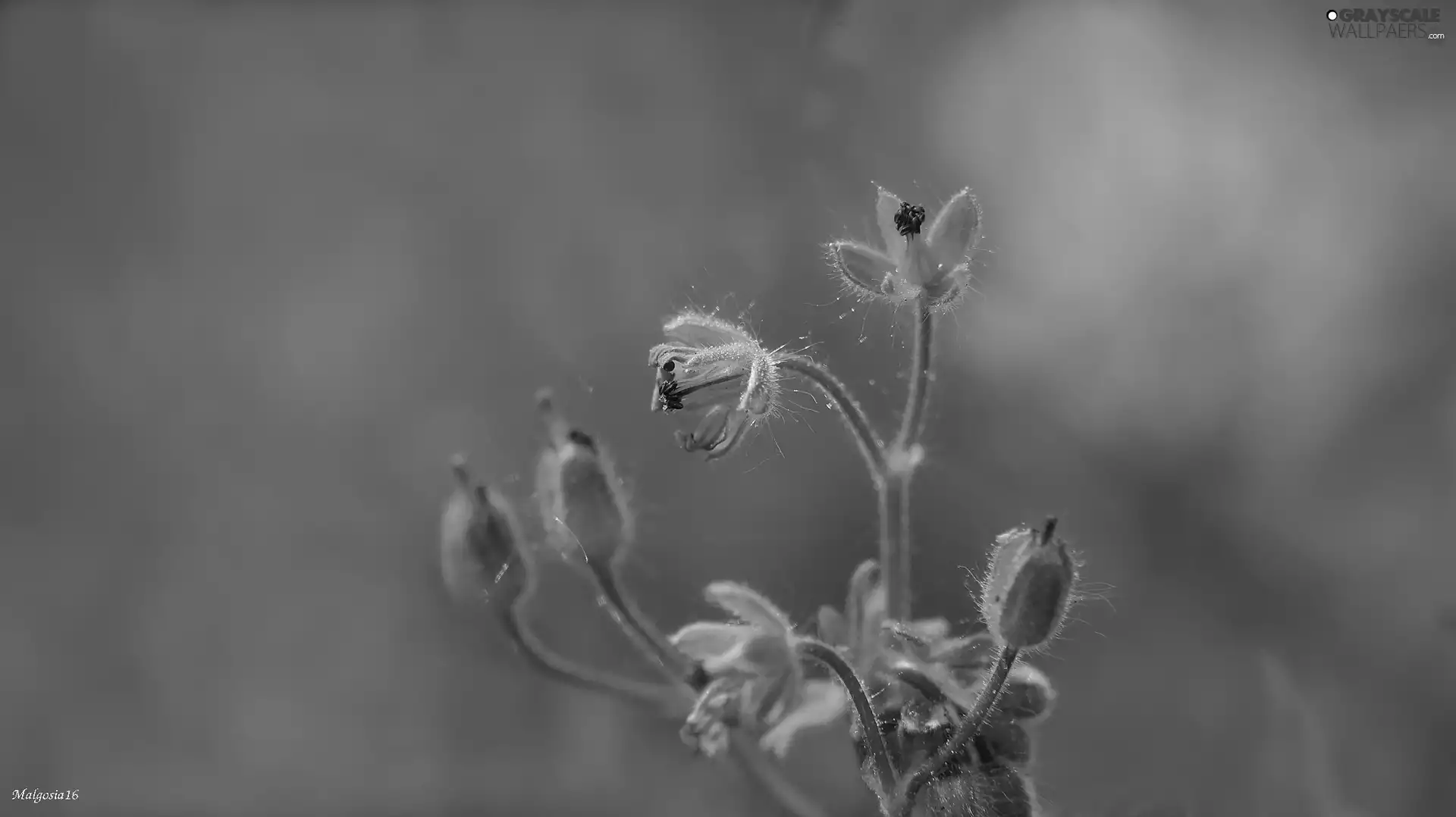 purple, Buds, Close, Flowers