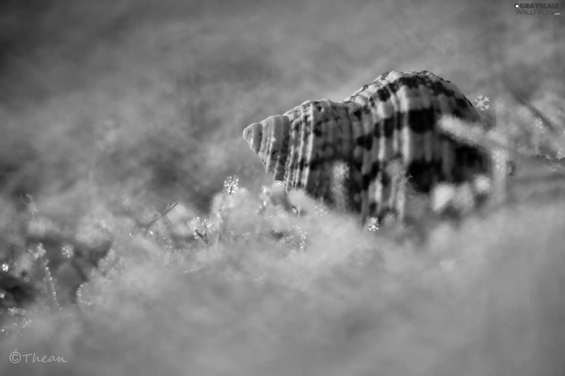 shell, Bokeh, Close, snow