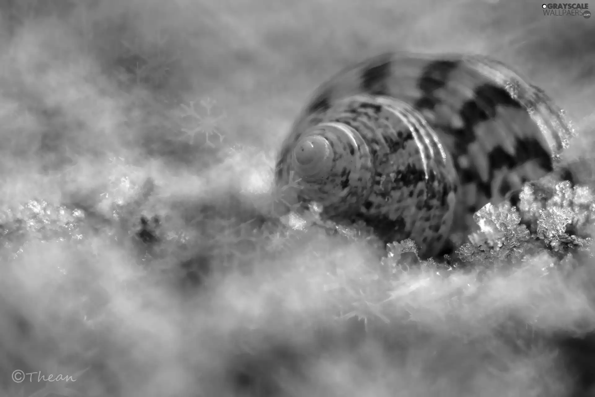 shell, Bokeh, Close, snow