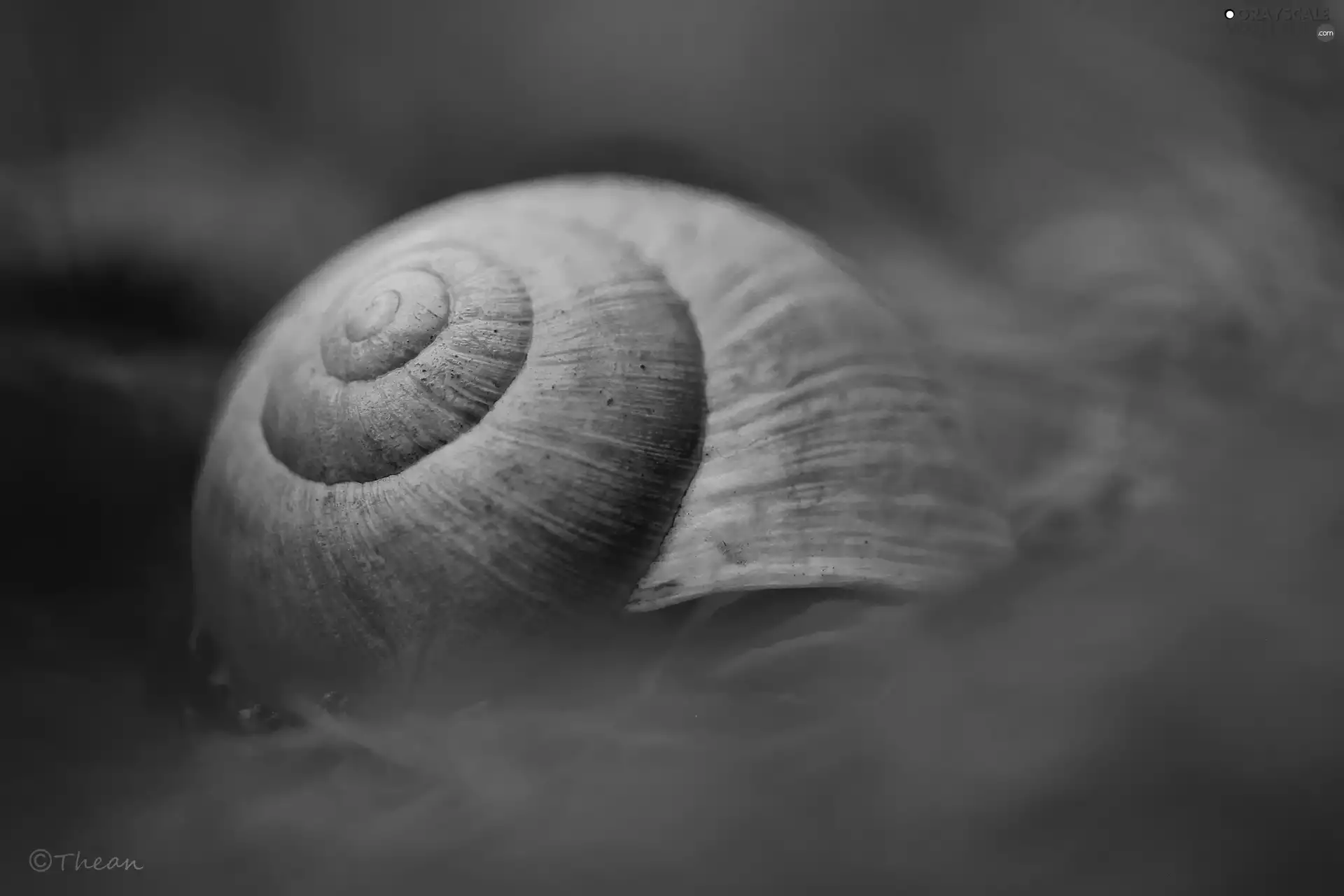 Close, shell, snail