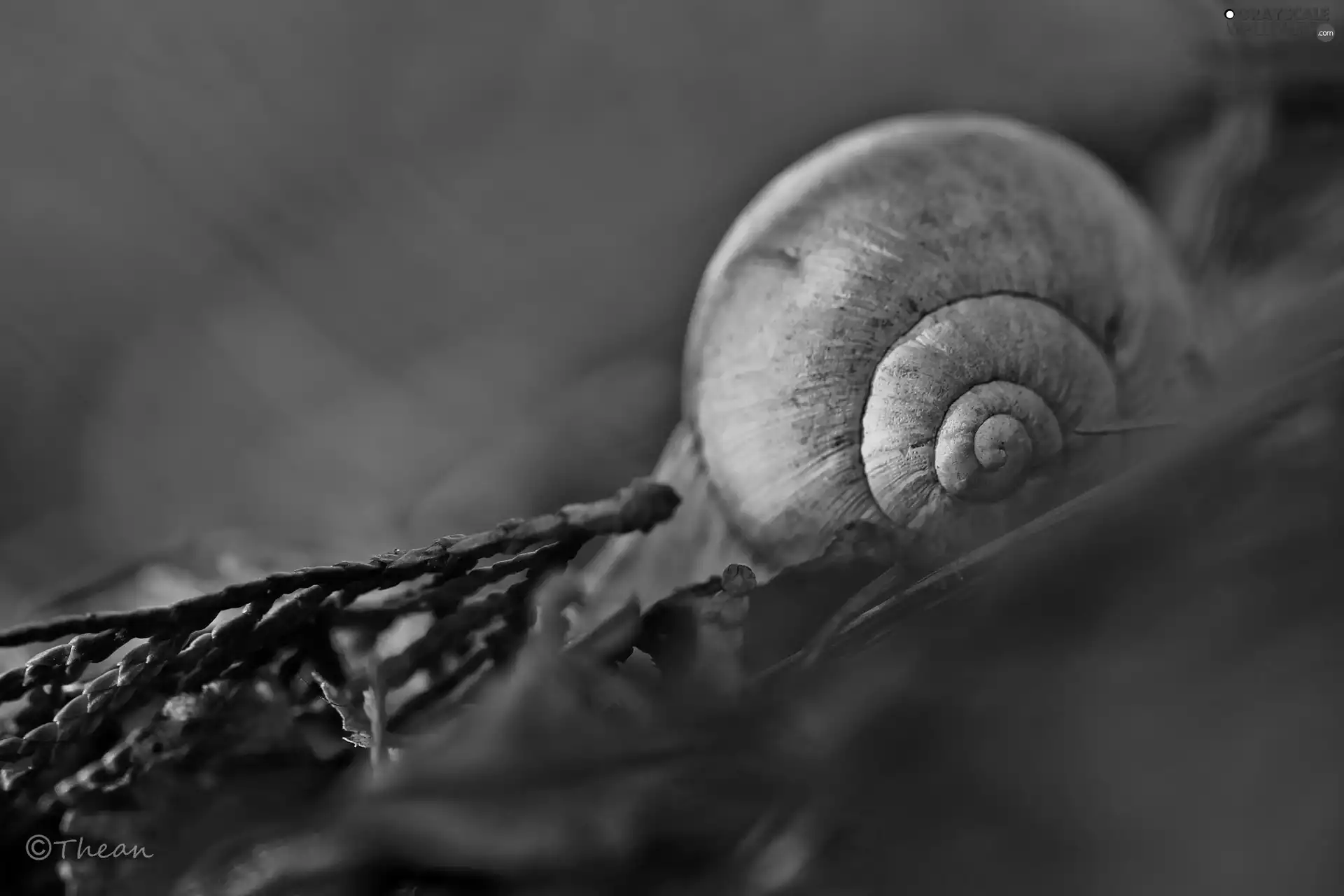 Close, shell, snail