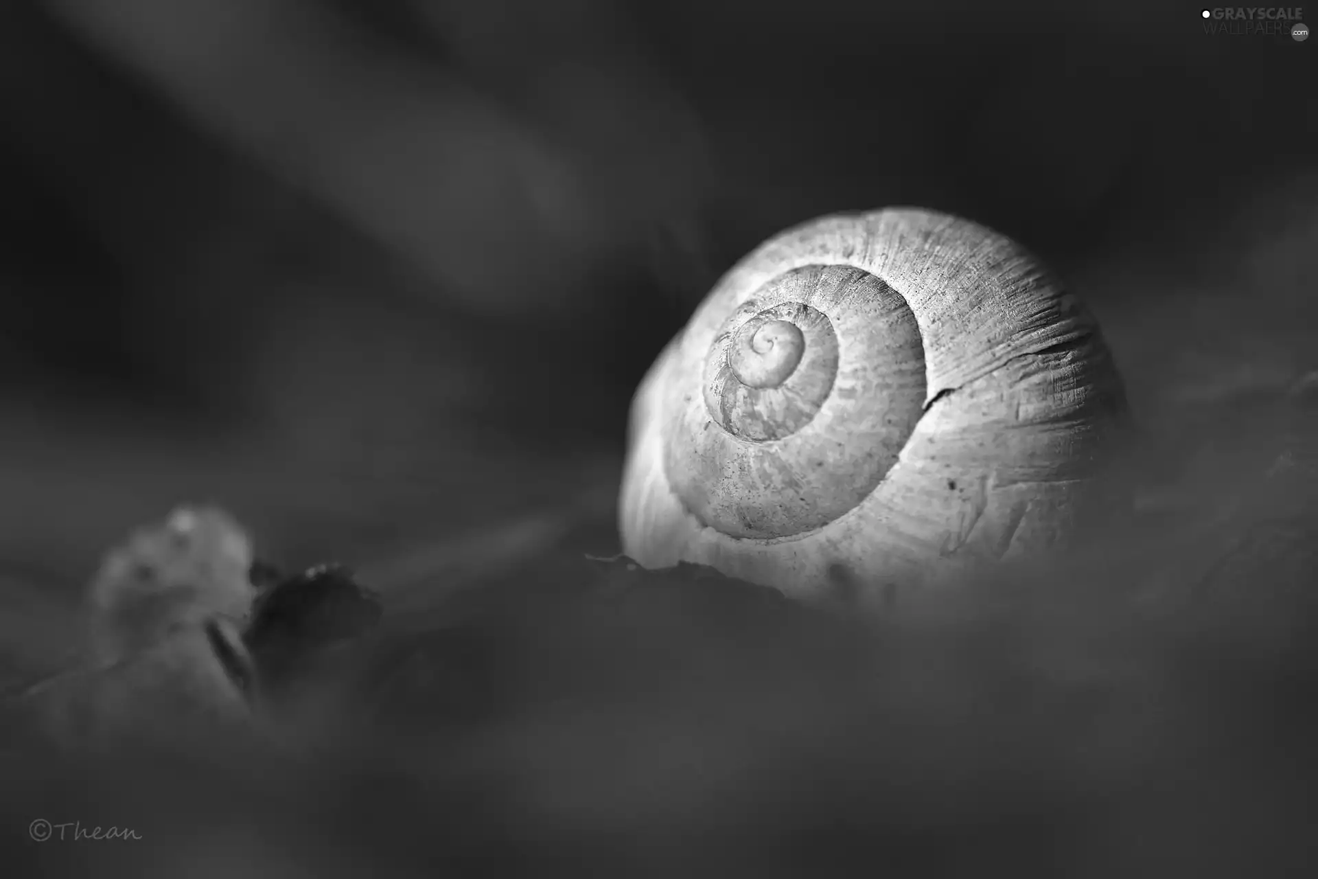 Close, shell, snail