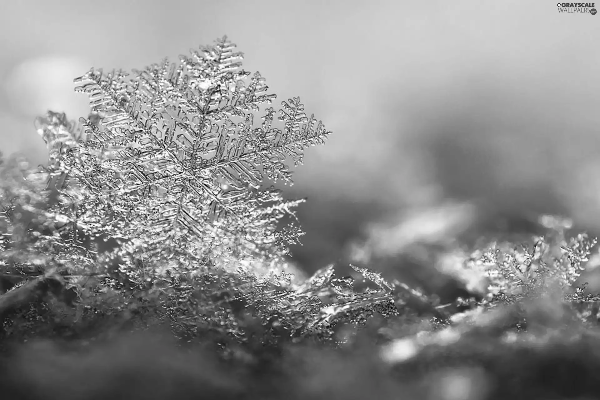 Close, petal, snow