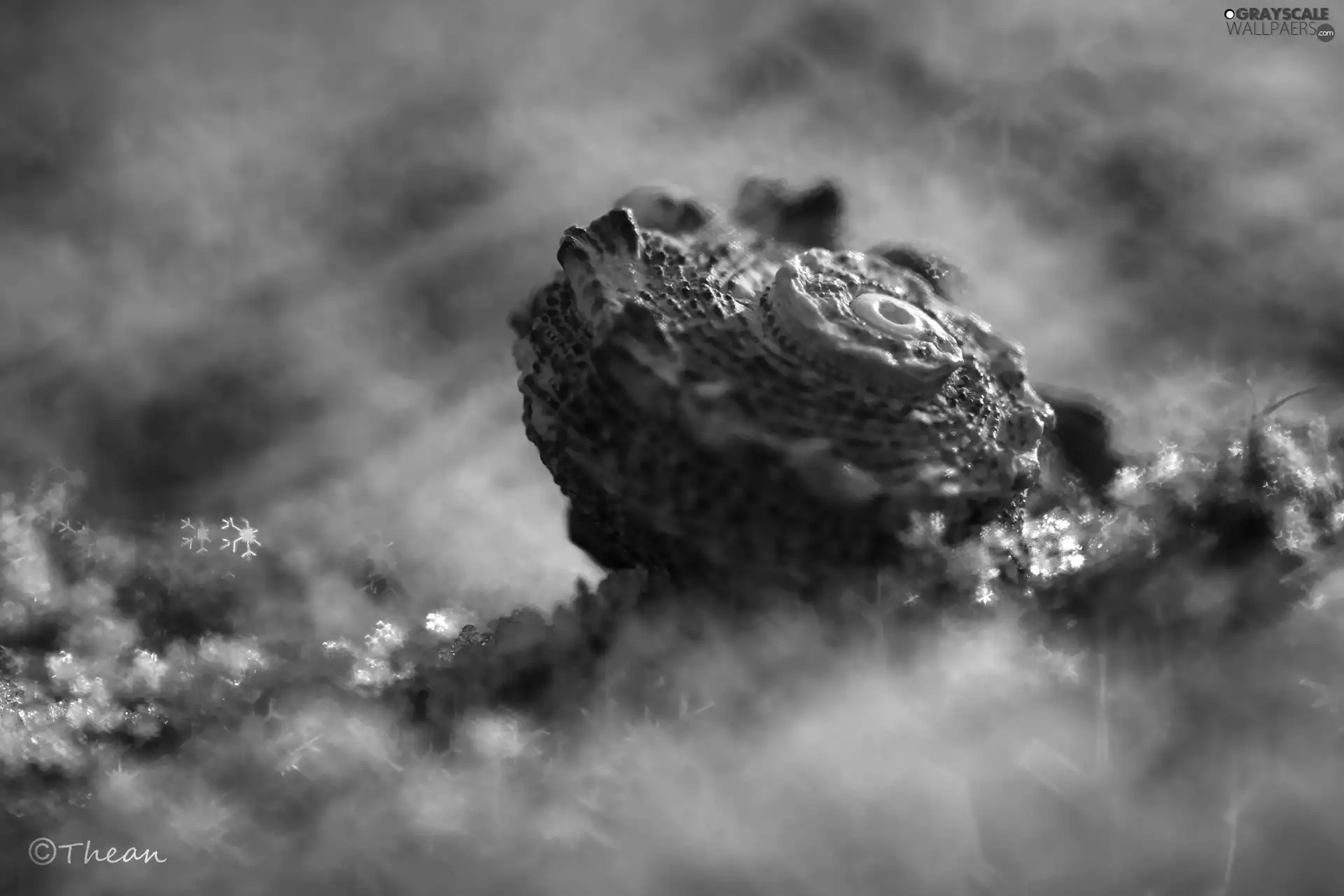 Close, shell, snow