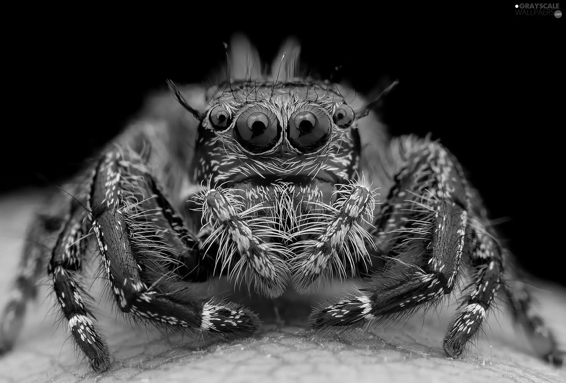 blue, Zebra Jumper, Close, Spider