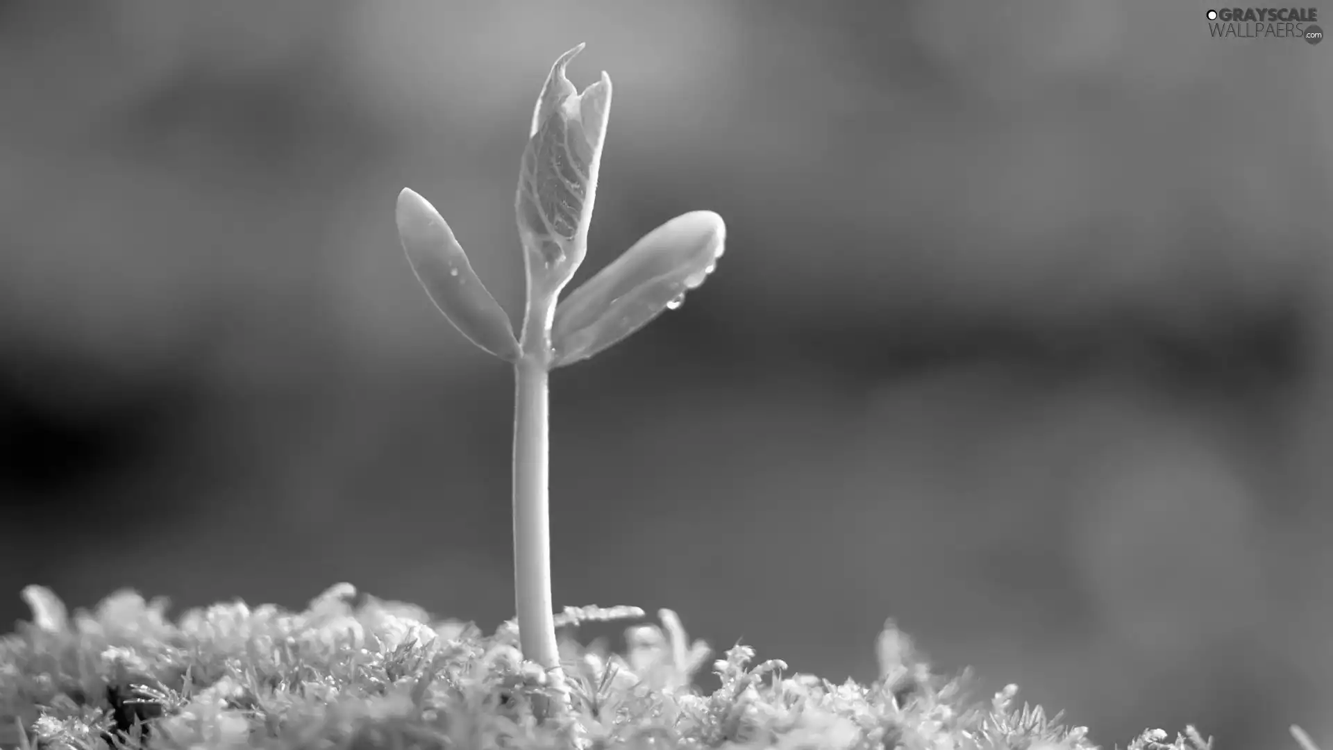 sprouts, Green, Close, grass