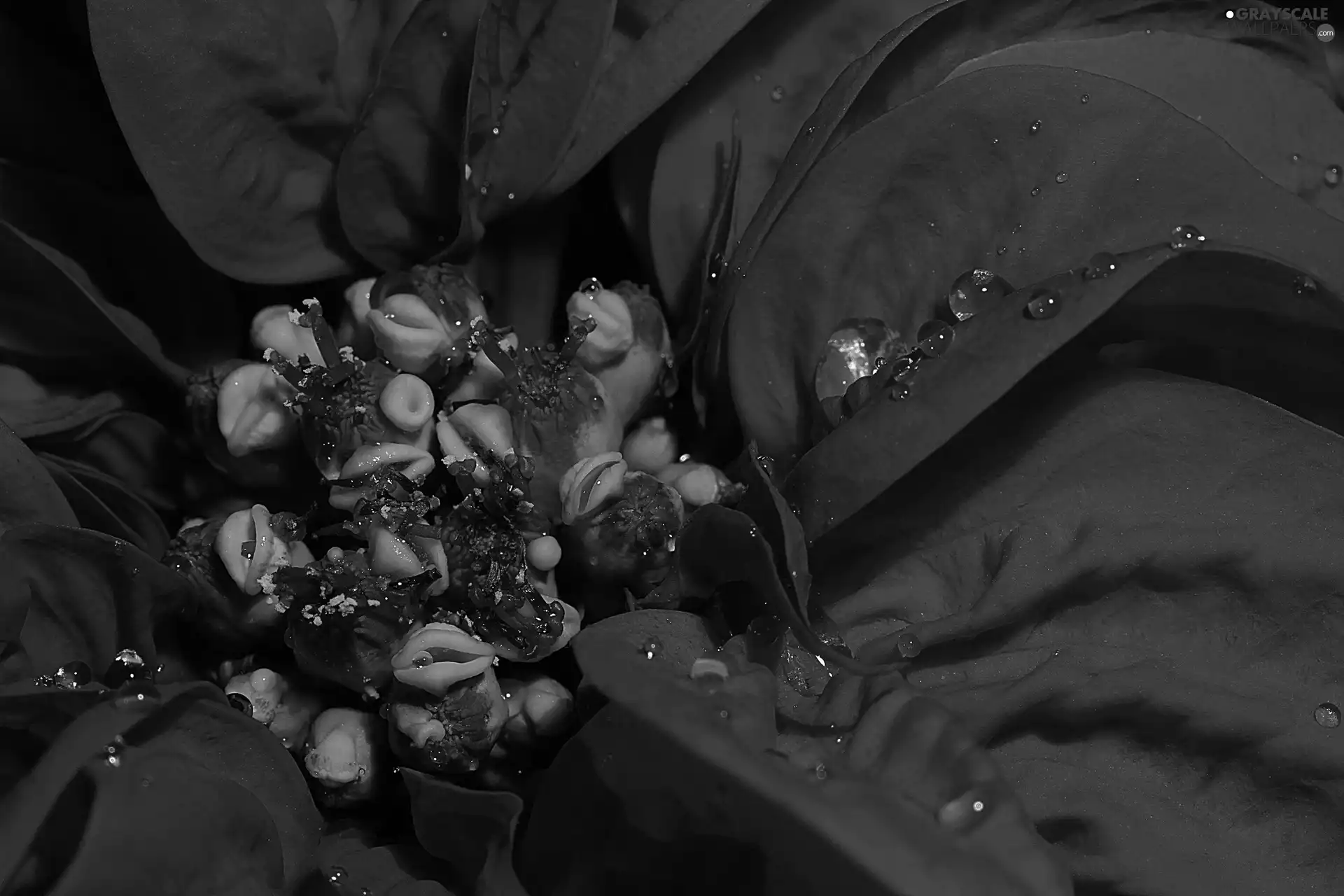 poinsettia, Close