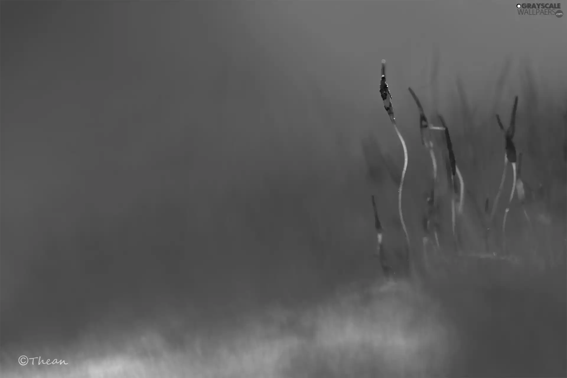 Close, Moss, stalk