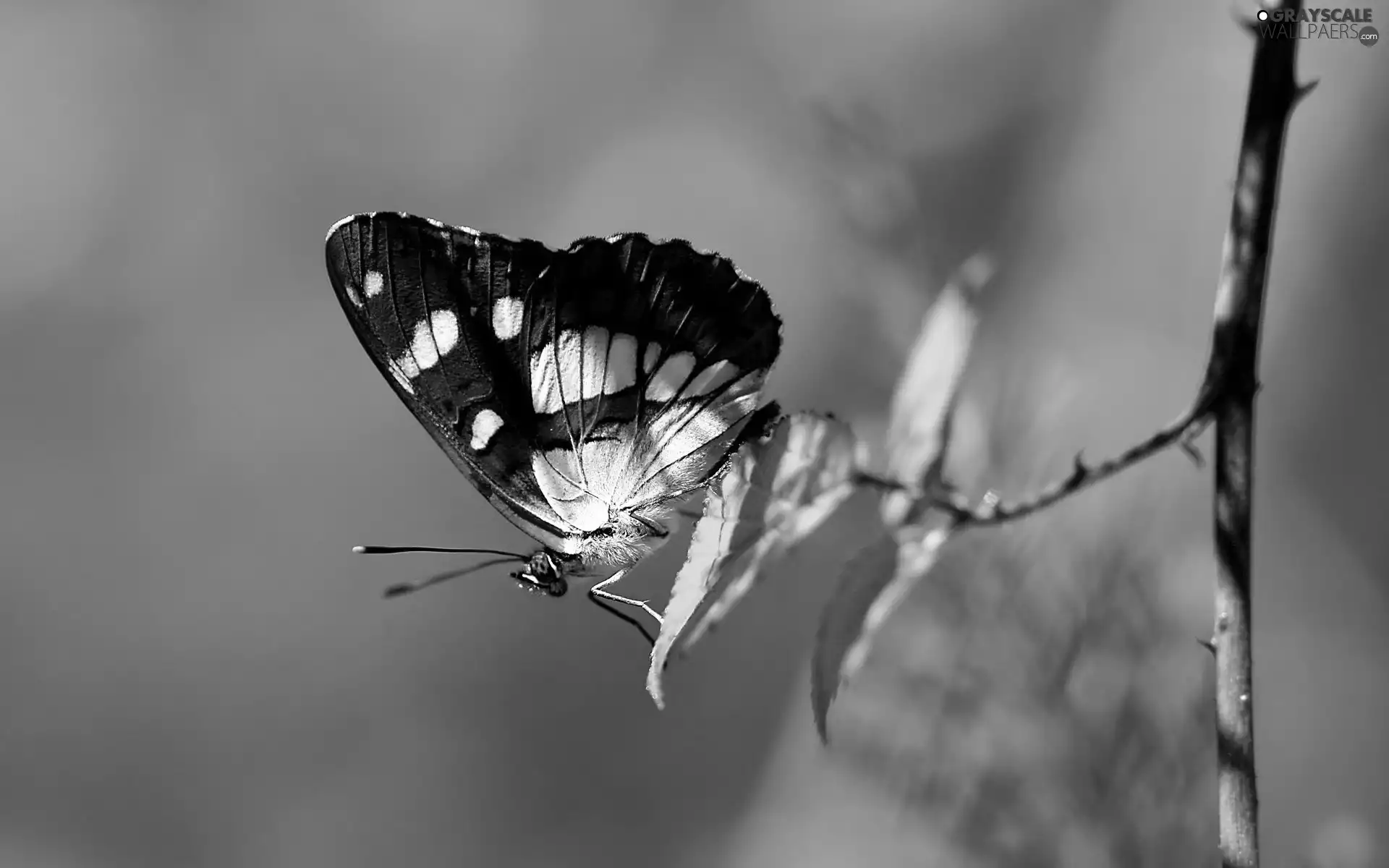 Close, butterfly, twig
