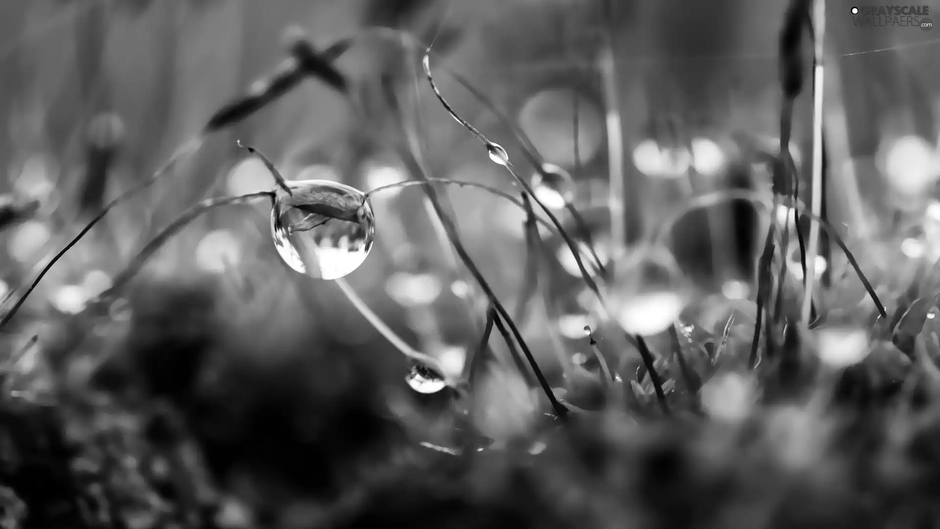 drops, Close, Twigs, Web, Moss