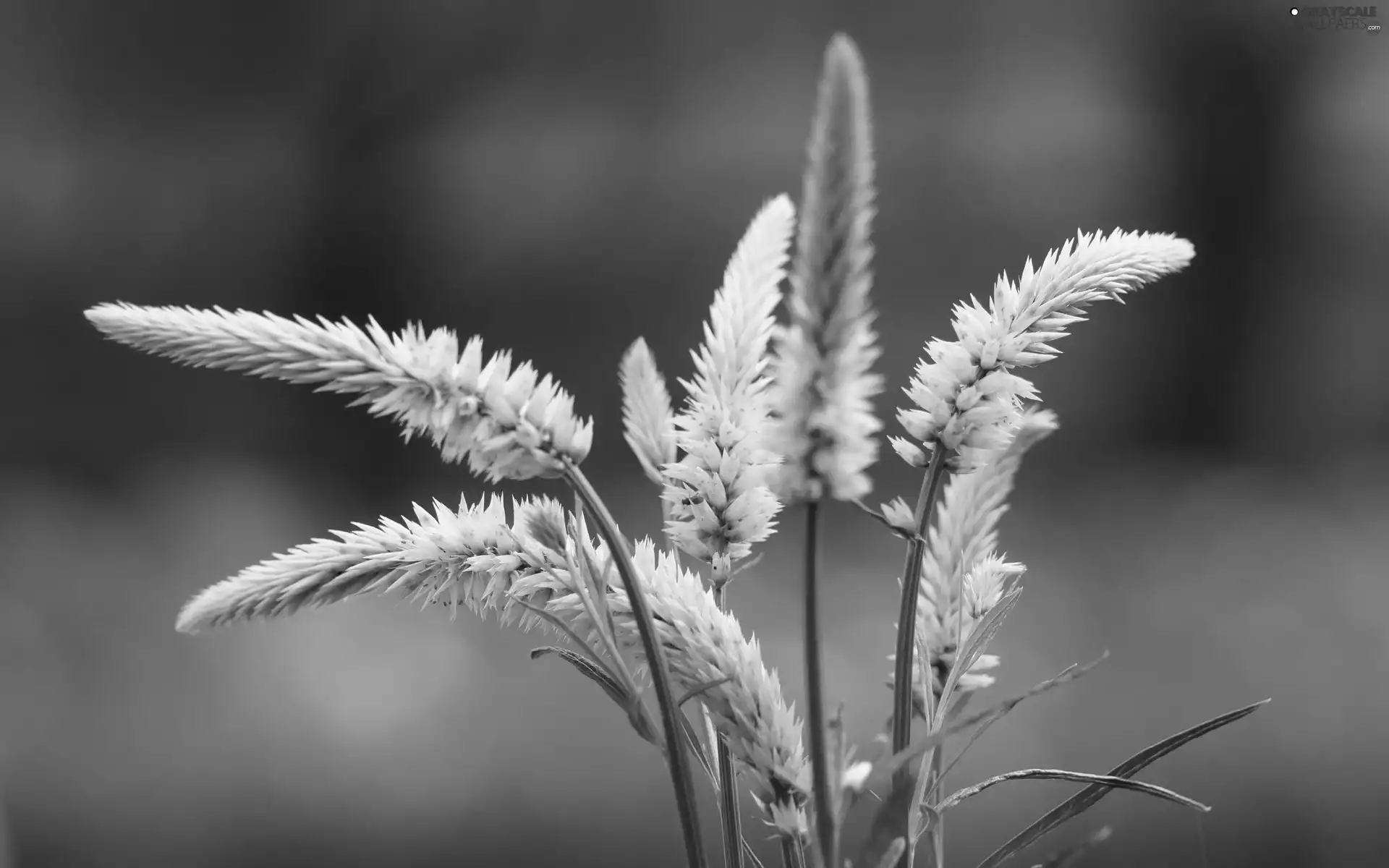 White, grass, Close, Ears