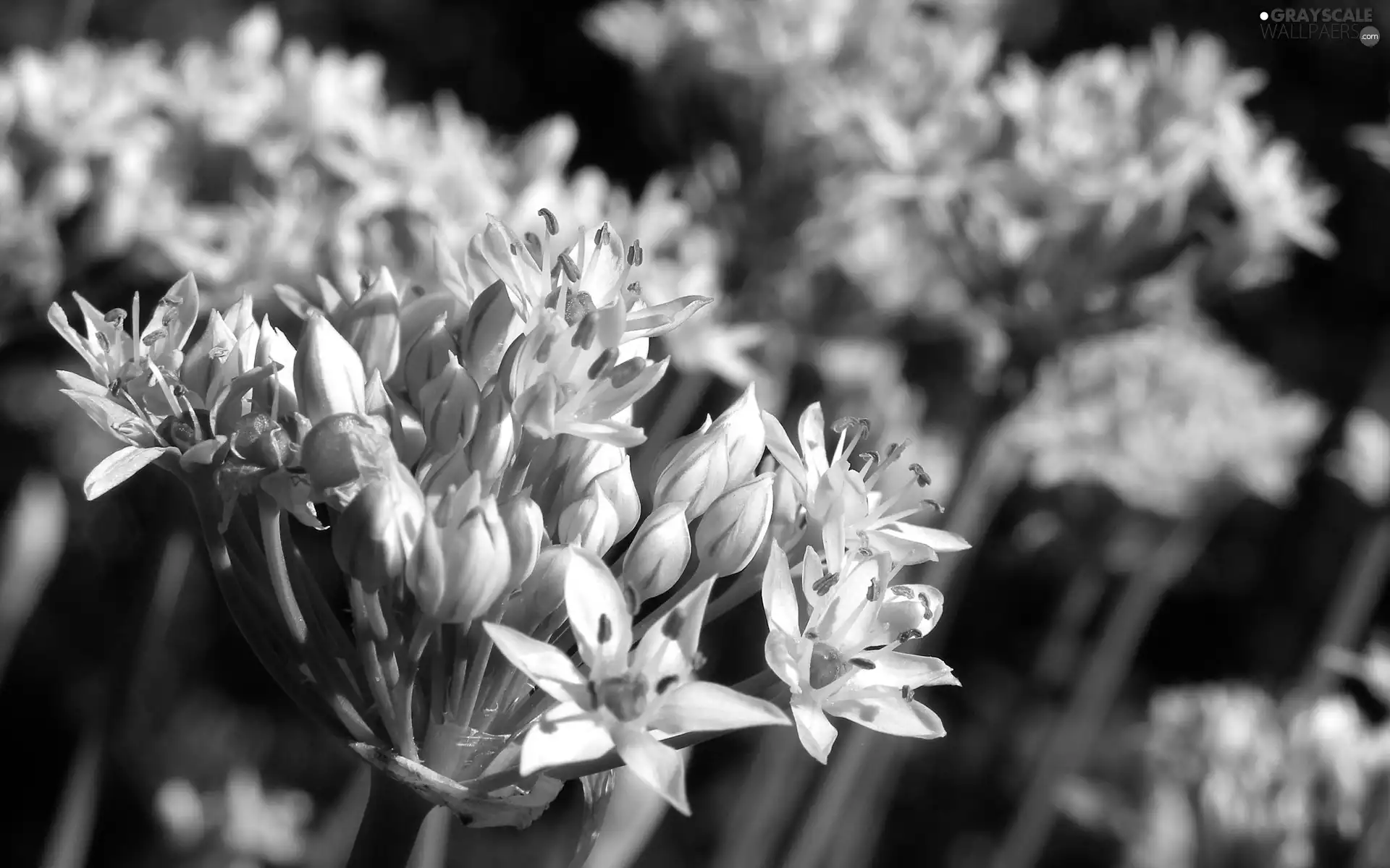 White, Onion, Close, Flowers