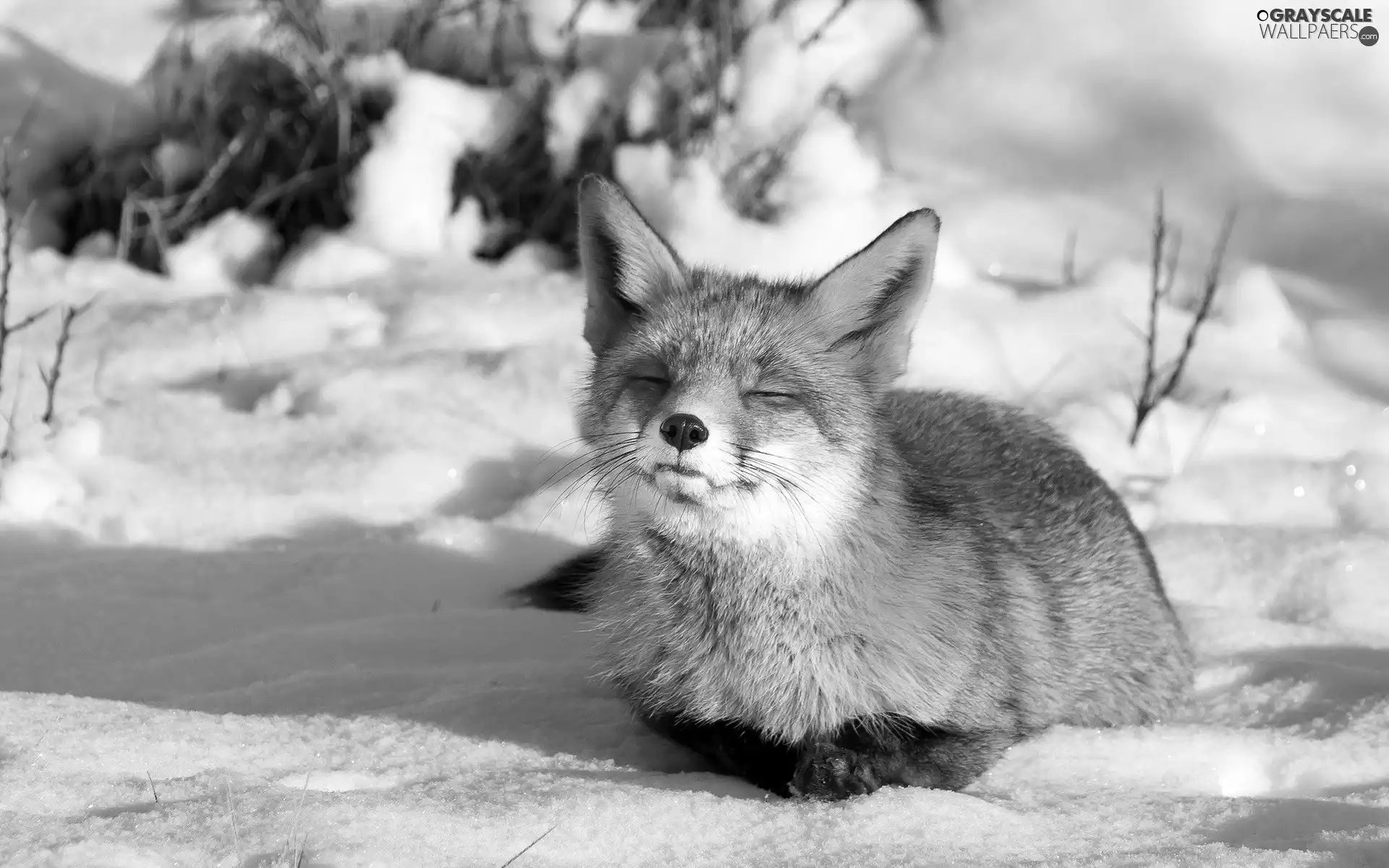 closed, Eyes, ginger, fox, winter