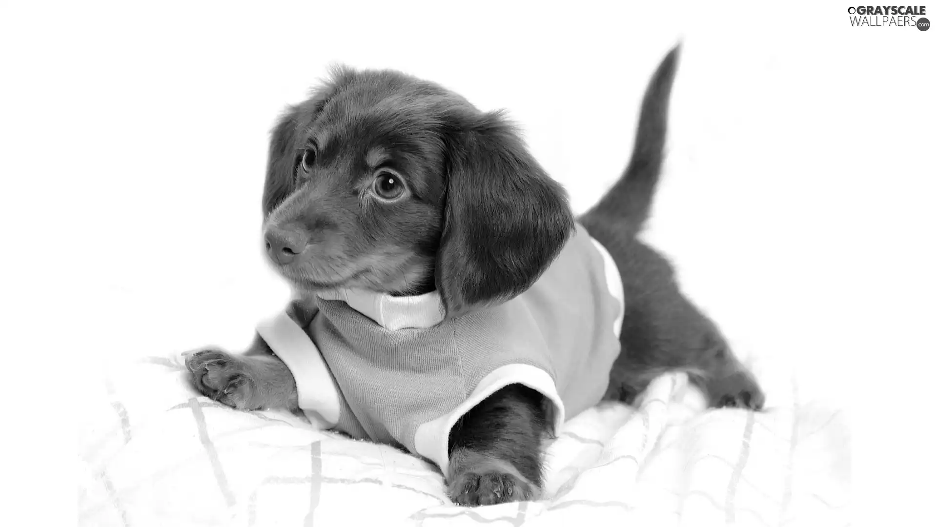 honeyed, clothes, dachshund, doggie