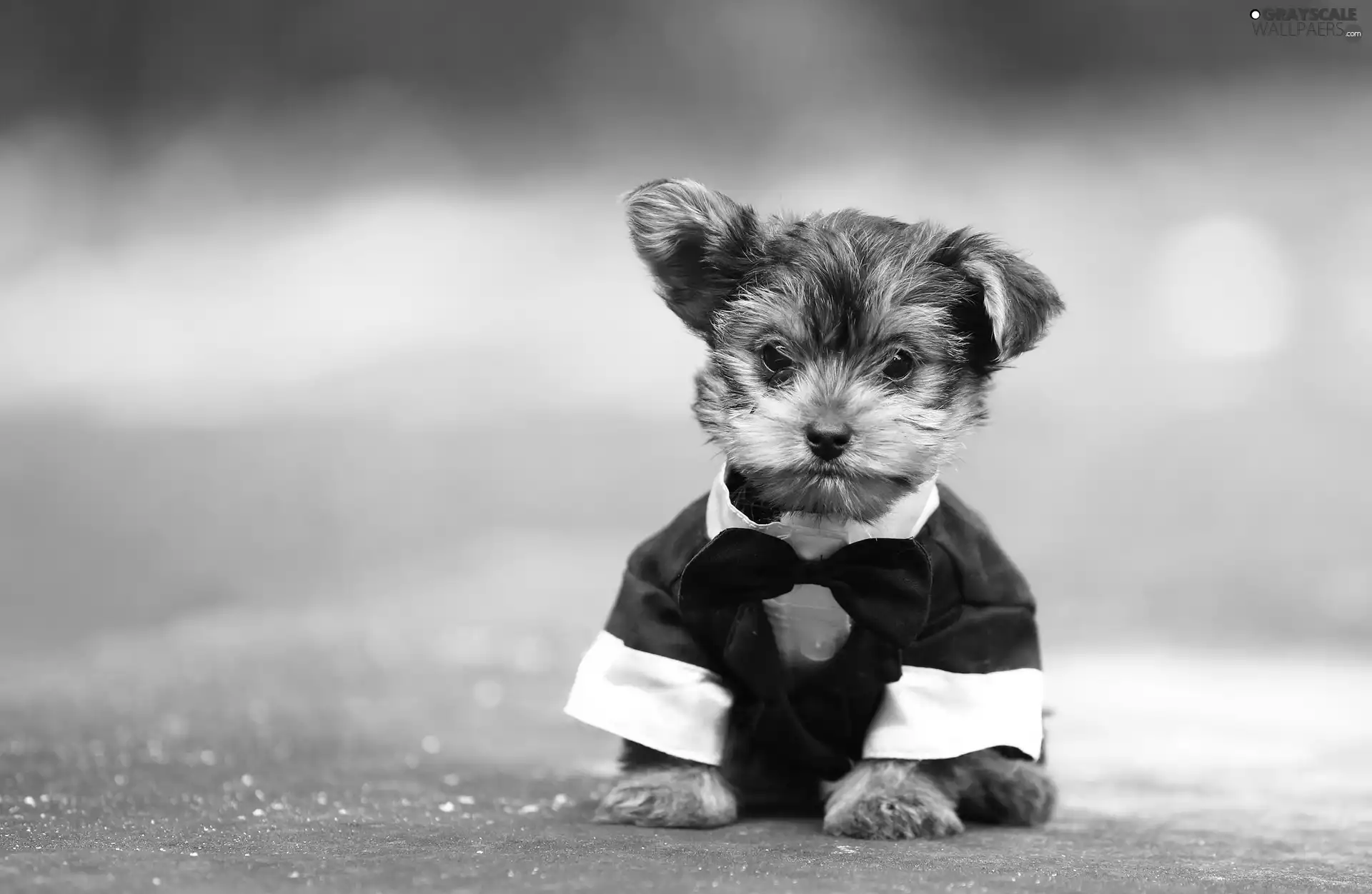 clothes, Puppy, York