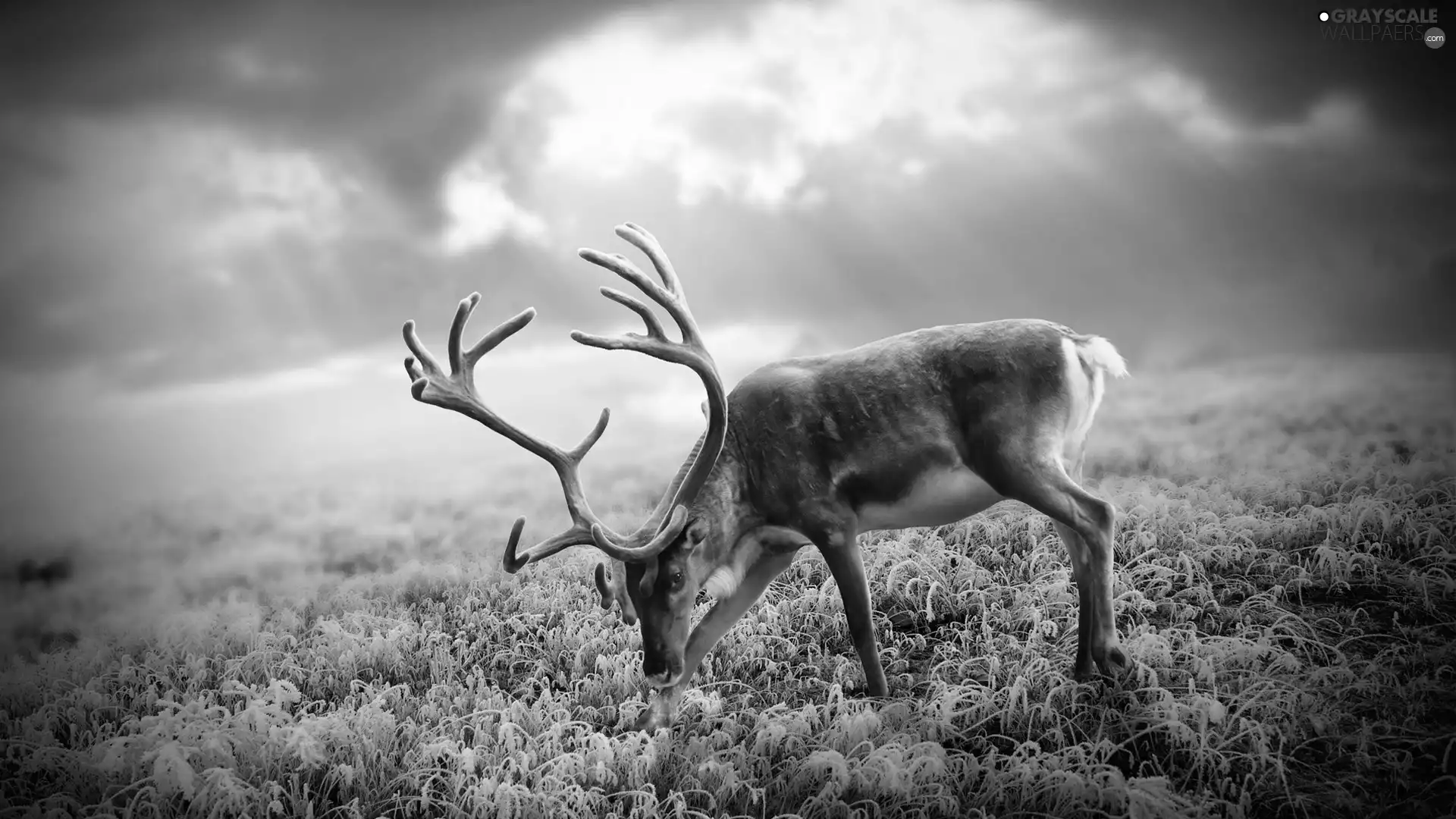 clouds, deer, antlers