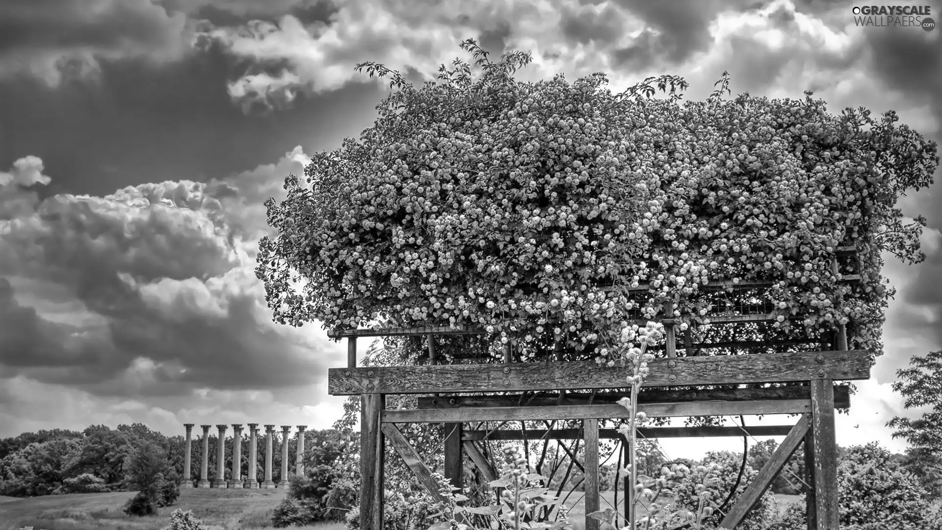 clouds, flower, Bush