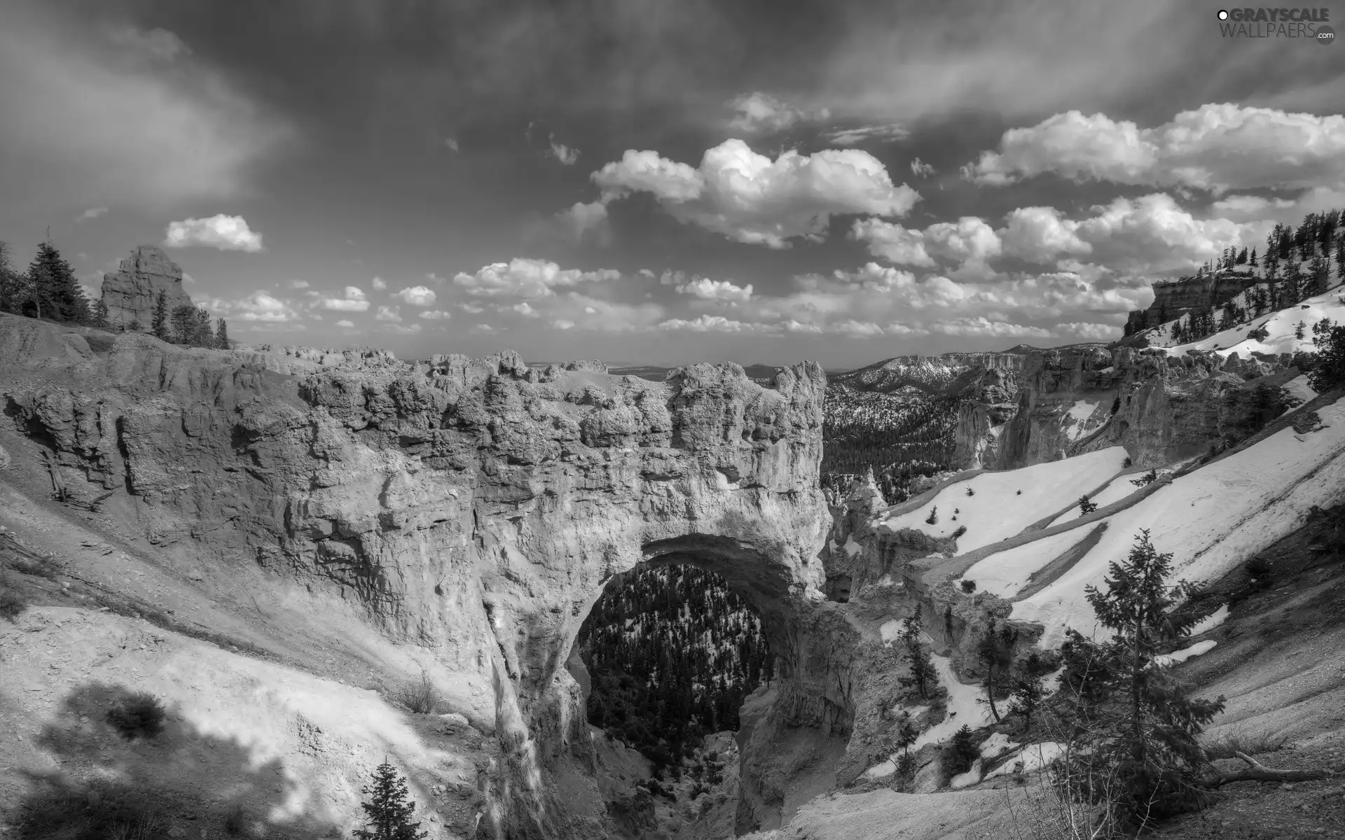 canyon, Spruces, clouds, snow