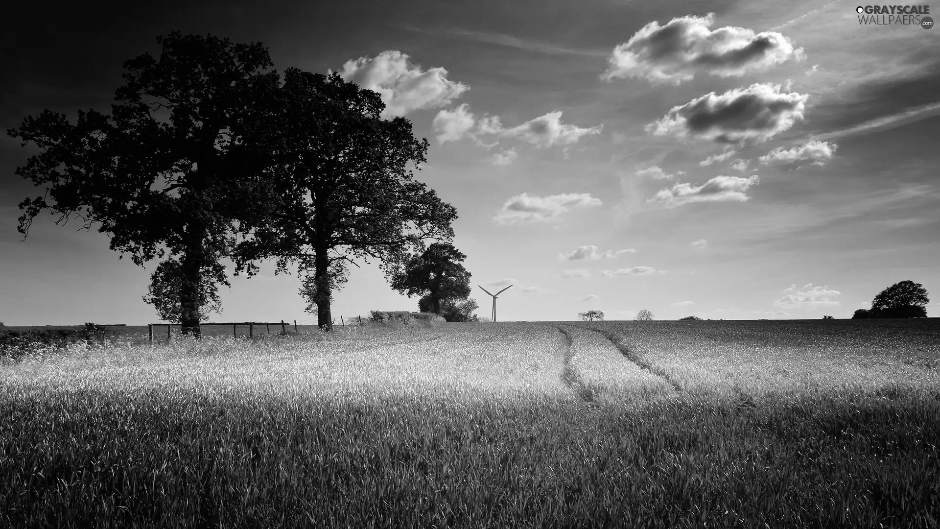 clouds, trees, cereals