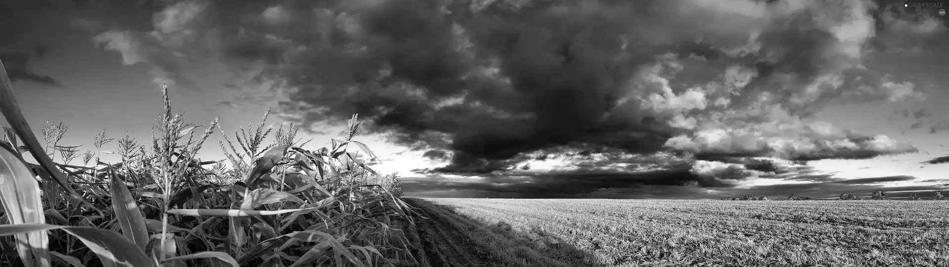 clouds, Field, corn