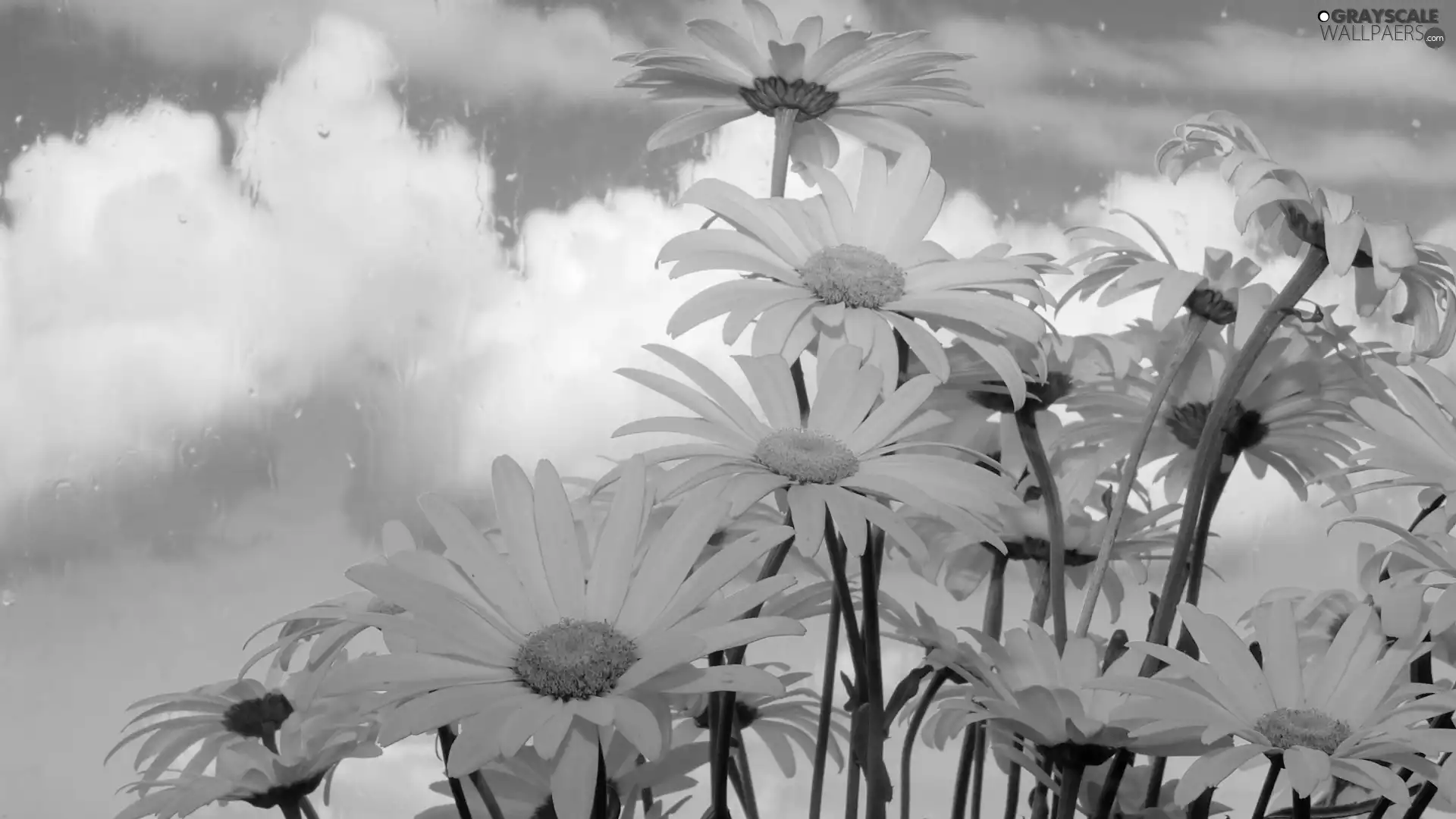 daisy, clouds