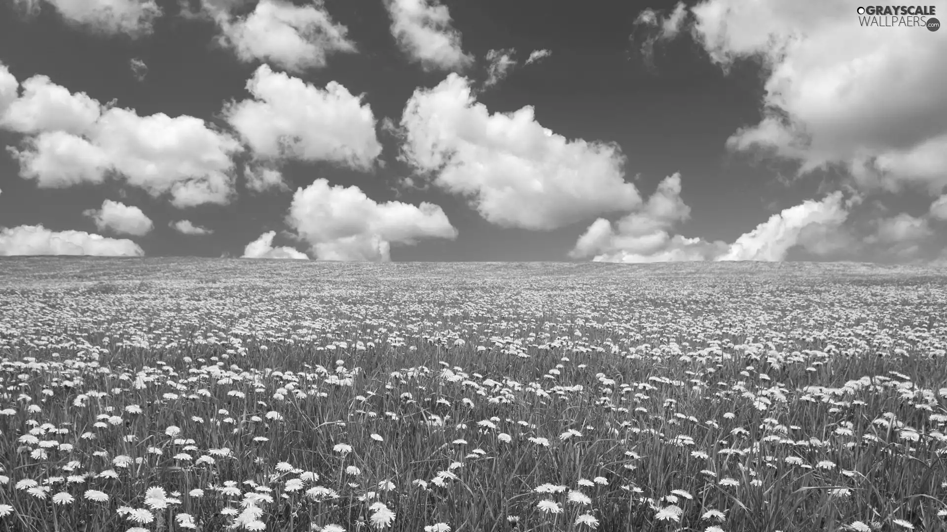 clouds, Meadow, dandelions