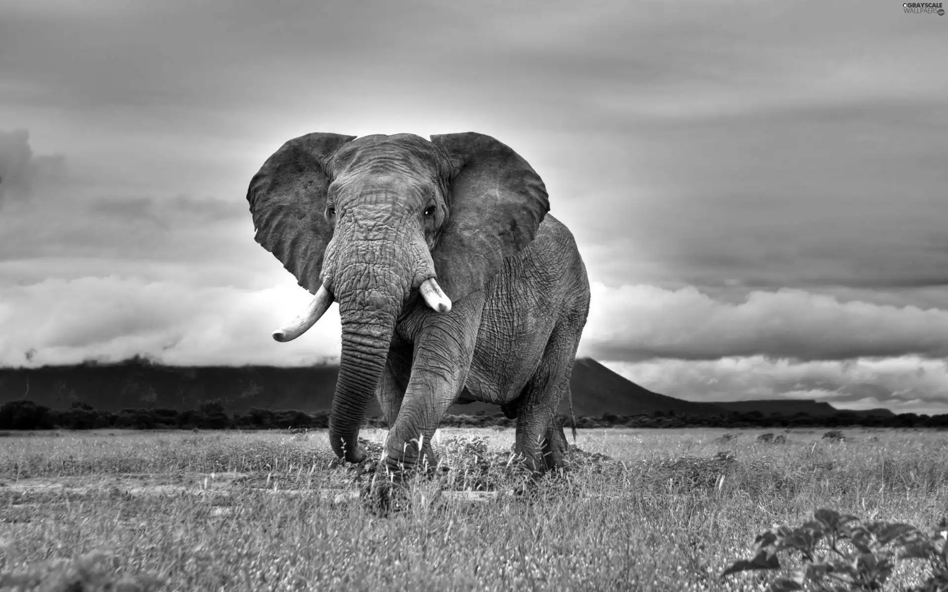 clouds, Elephant, dark