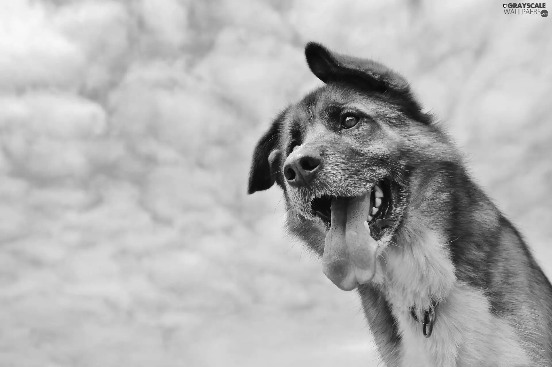 dog, Sky, clouds, Tounge