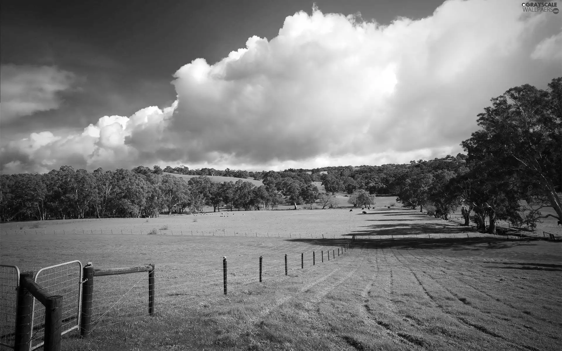 fence, White, clouds, pastures