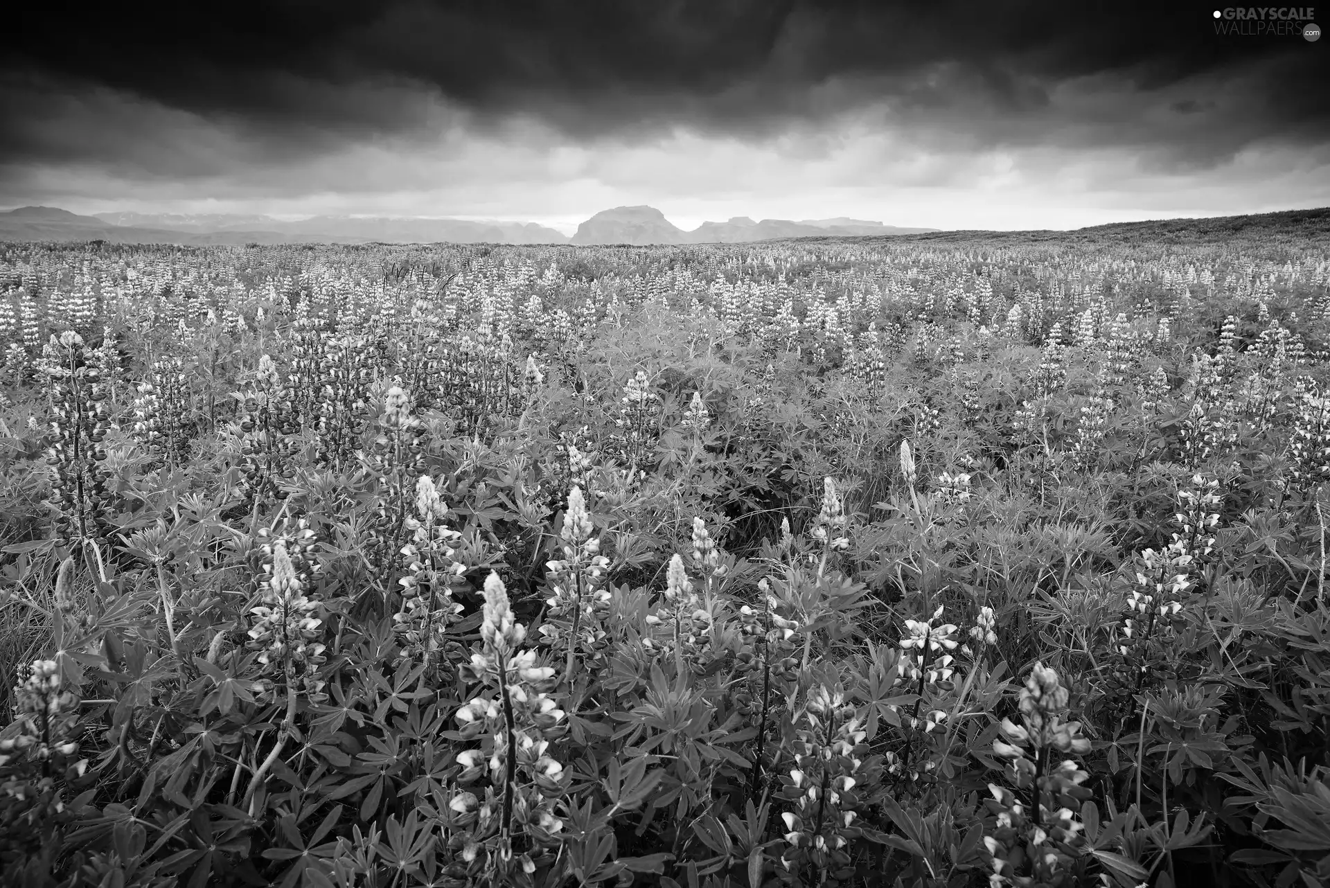 clouds, lupine, Field